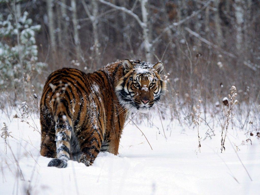 1024x768 Free Beautiful Tiger HD Wallpaper .