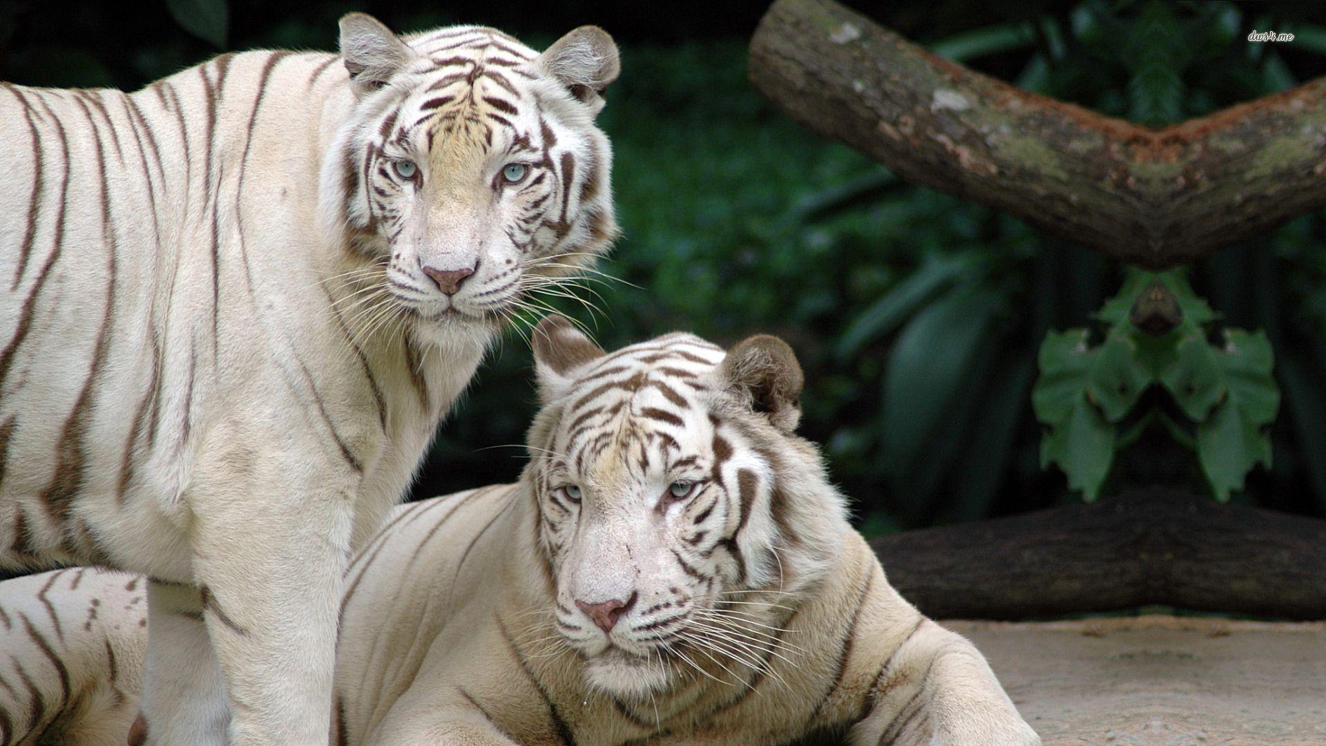 1920x1080 White Tiger Computer
