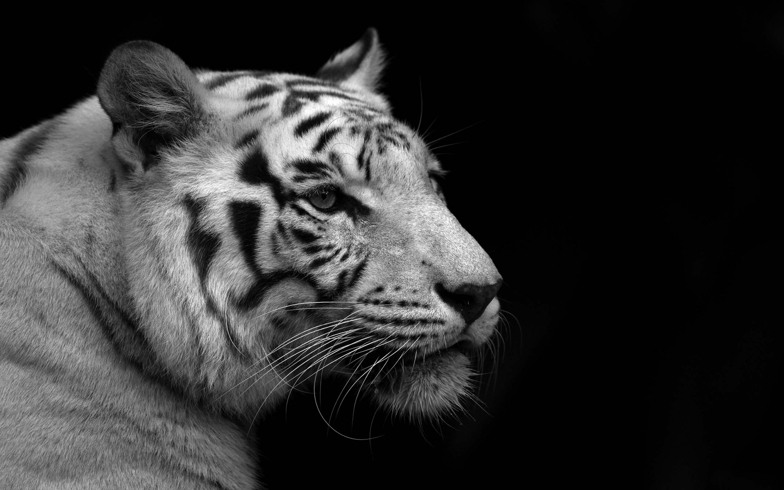 2560x1600 Beautiful White Tiger Wallpaper -