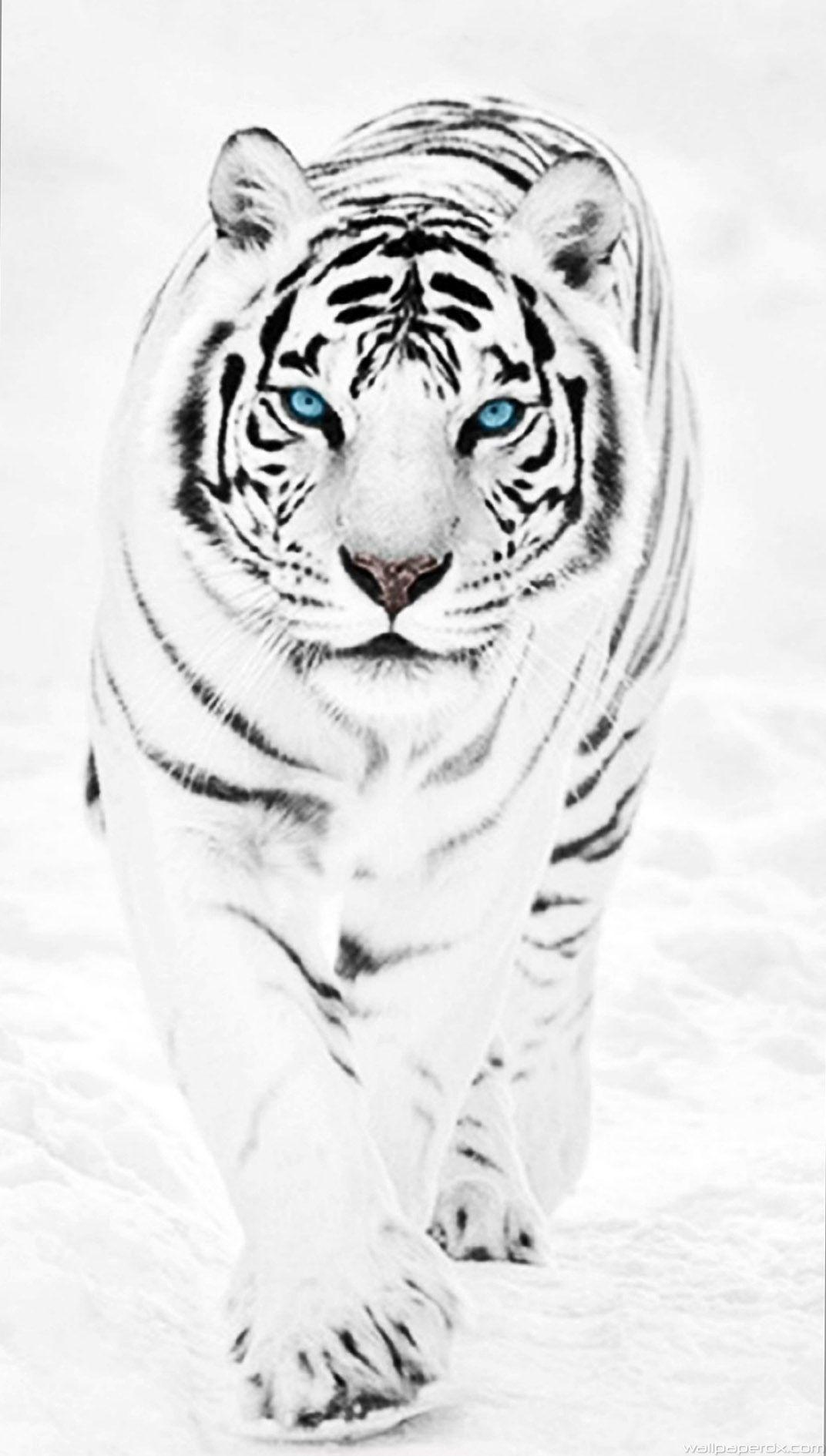 1072x1890 White Tiger Screensaver