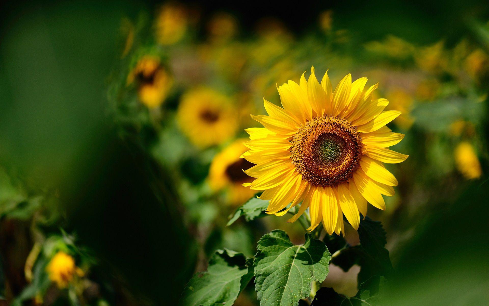 1920x1200 Wallpaper Sunflower Focus, Blurry .best