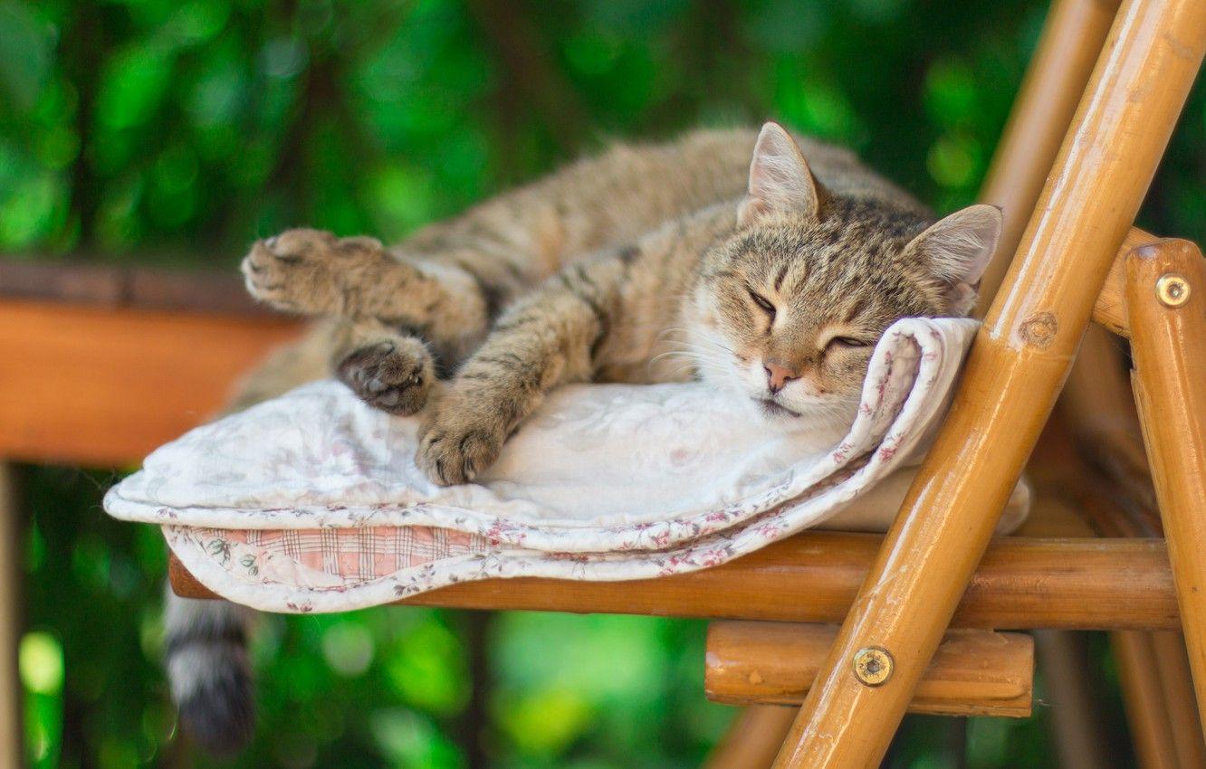 1332x850 Wallpaper cat, summer, cat, green, grey .