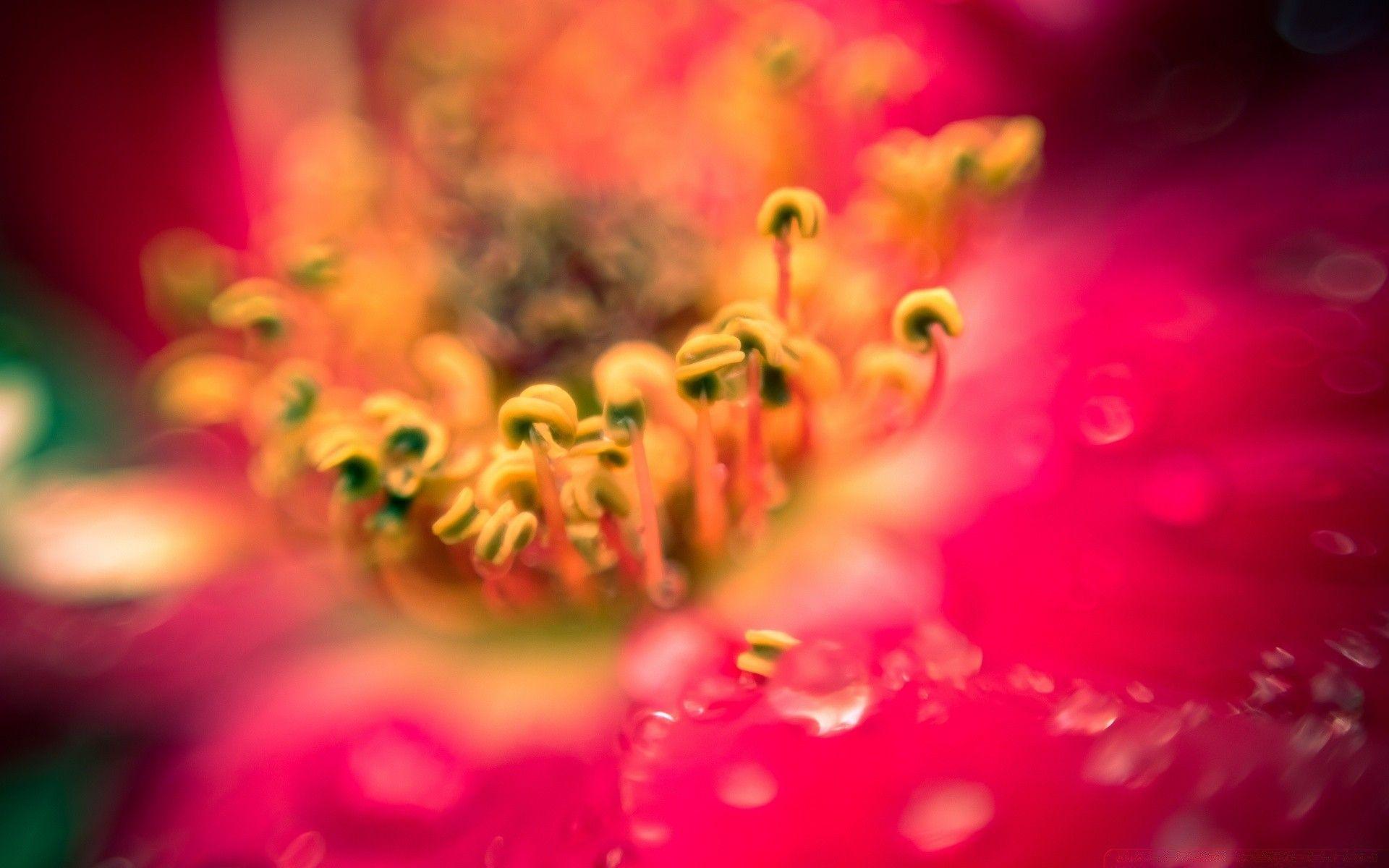 1920x1200 Blurry Flower Photography .million