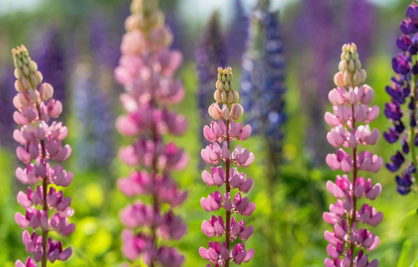 1332x850 lot, bokeh, blurred background, lupins .