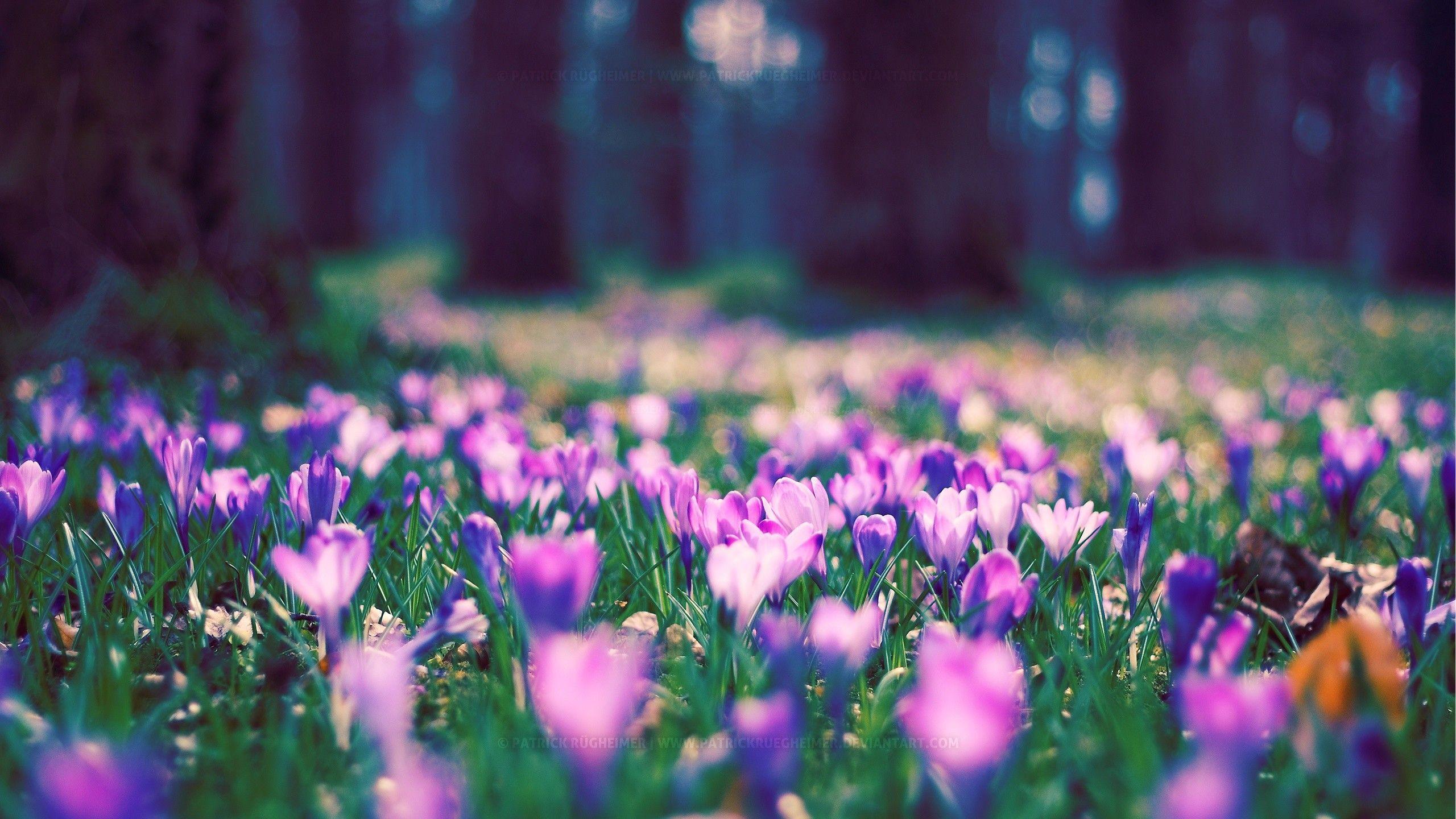 2560x1440 Crocus purple flowers in the forest .wallpapermania.eu