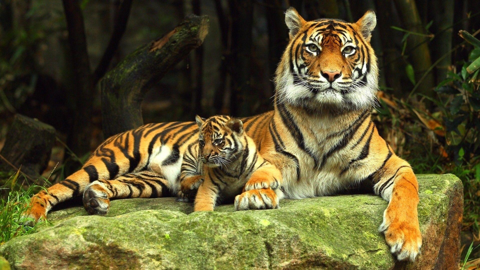 1920x1080 Tiger Desktop Wallpaper 1920x1080 .
