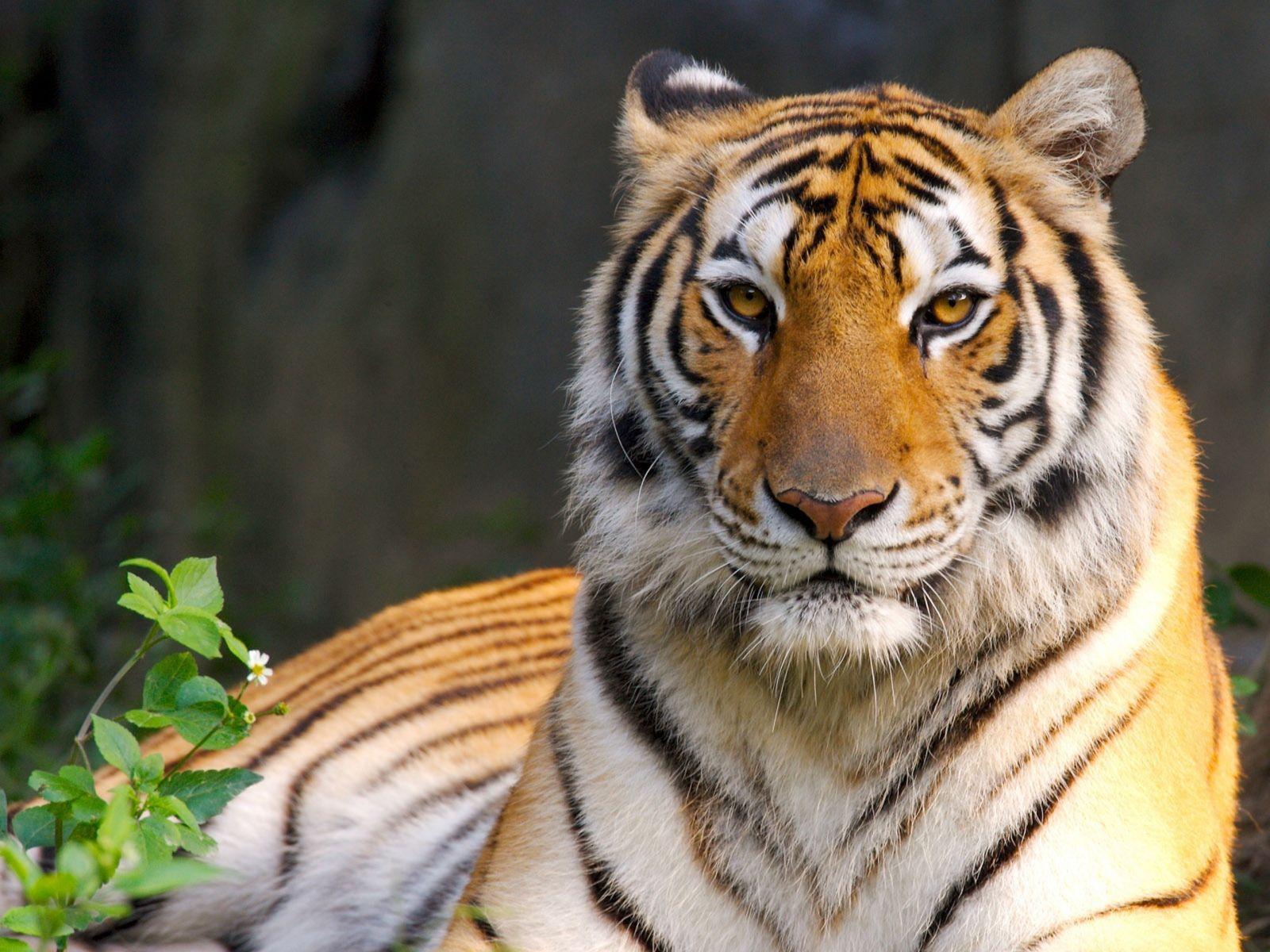 1600x1200 Cool Tiger Wallpaper .line.
