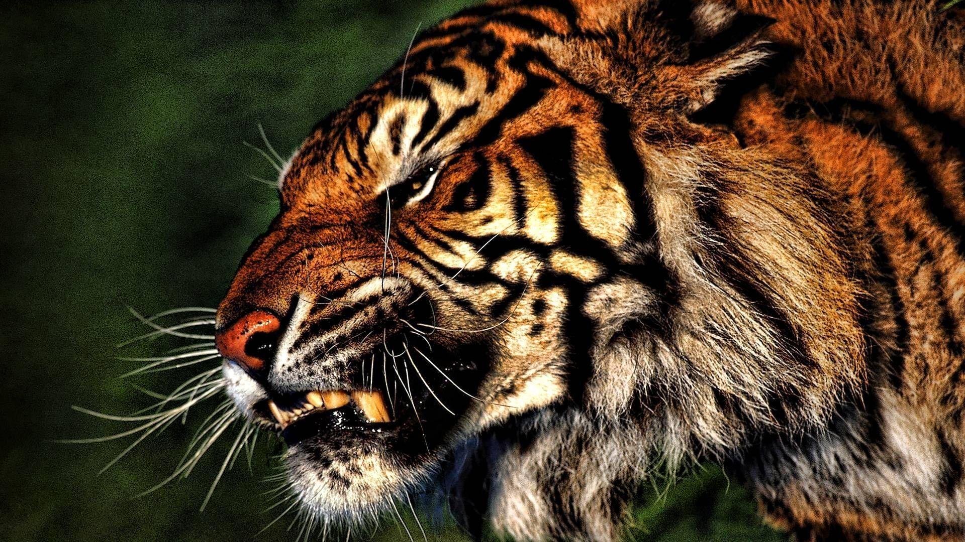 1920x1080 Detroit Tigers Desktop Wallpaper