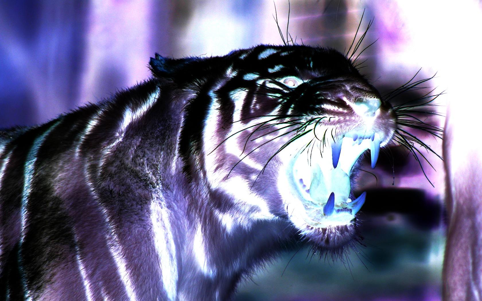 1680x1050 3D Tigers Desktop Wallpaper 3D Tiger .