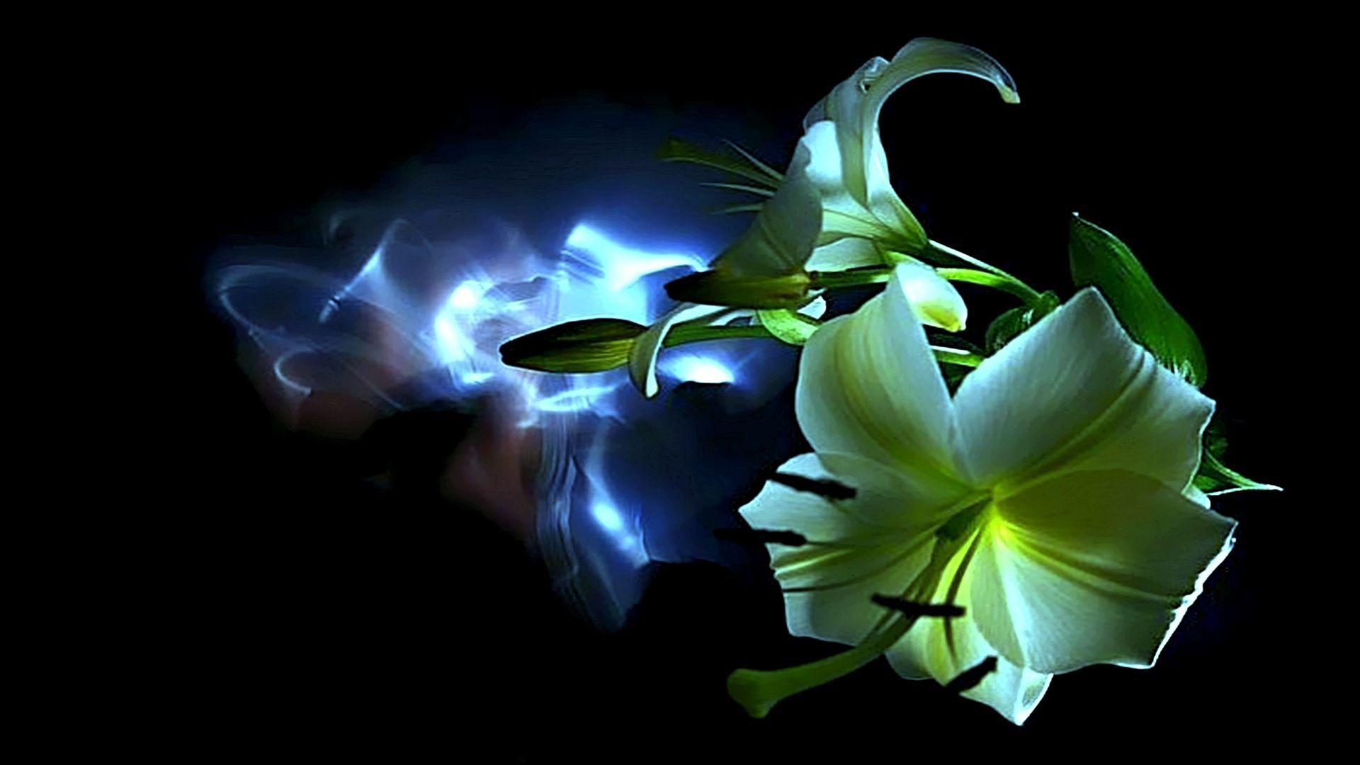 1920x1080 Neon flowers, Beautiful flowers .com