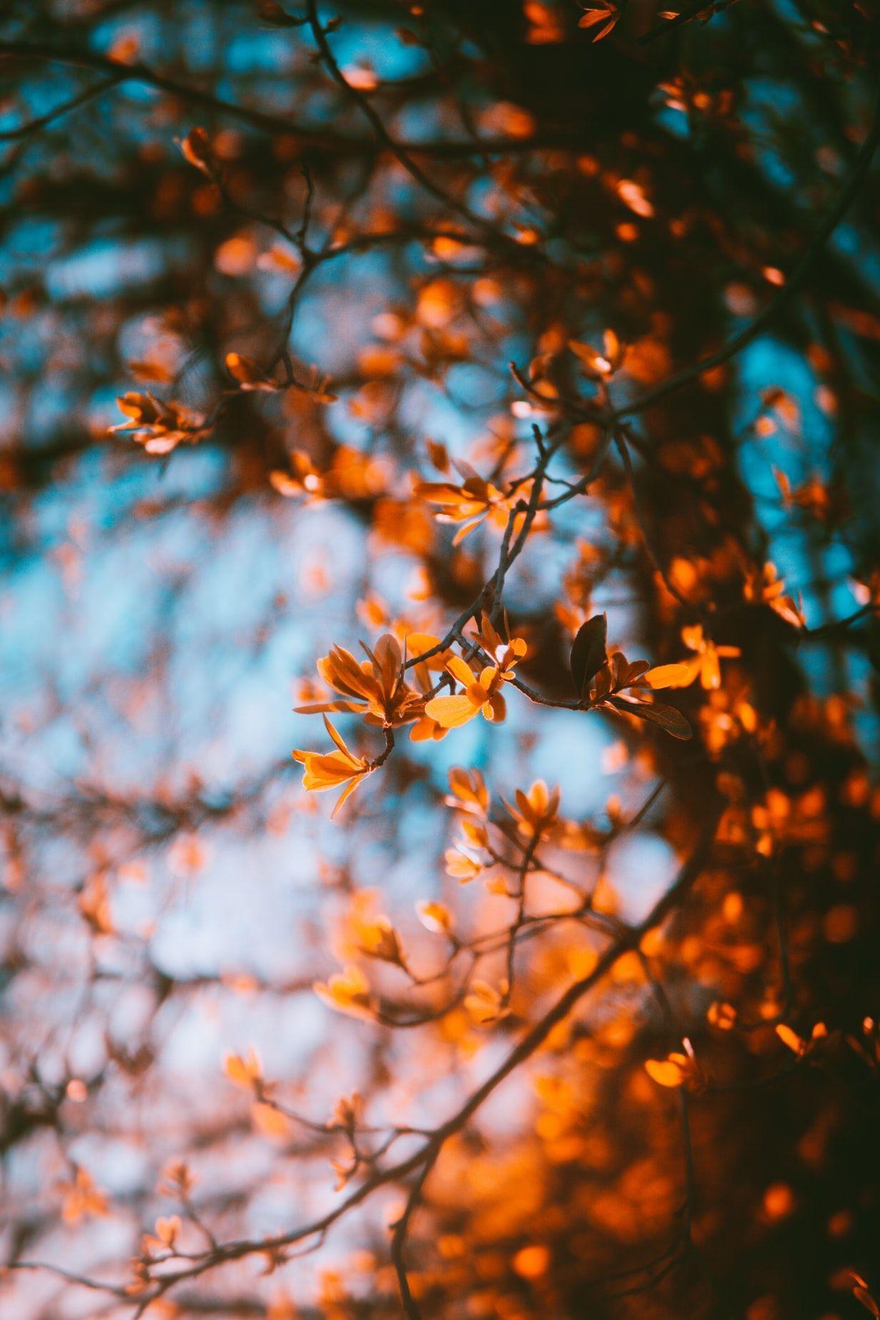 1234x1851 Fall wallpaper .com