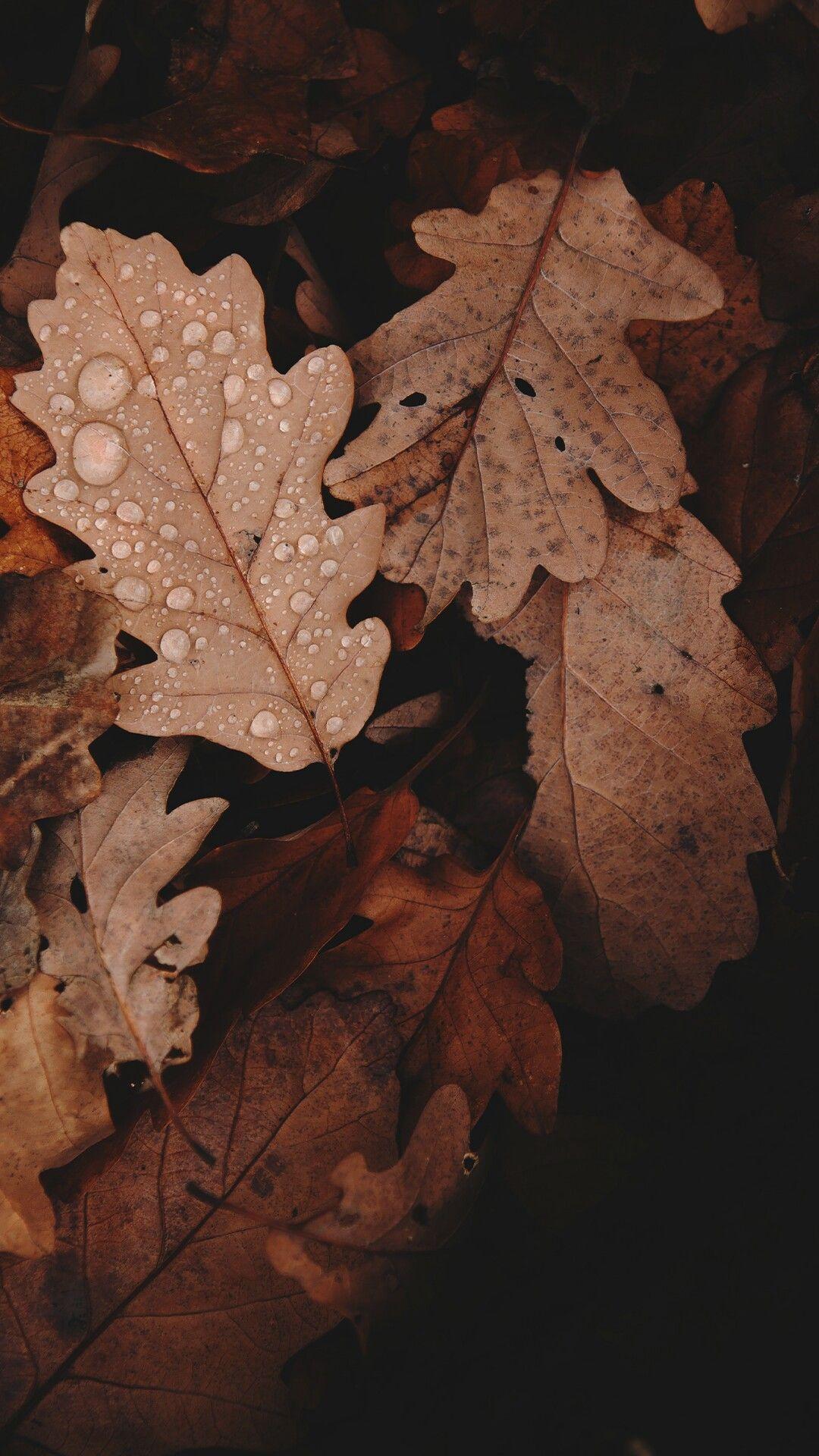 1080x1920 Autumn Brown