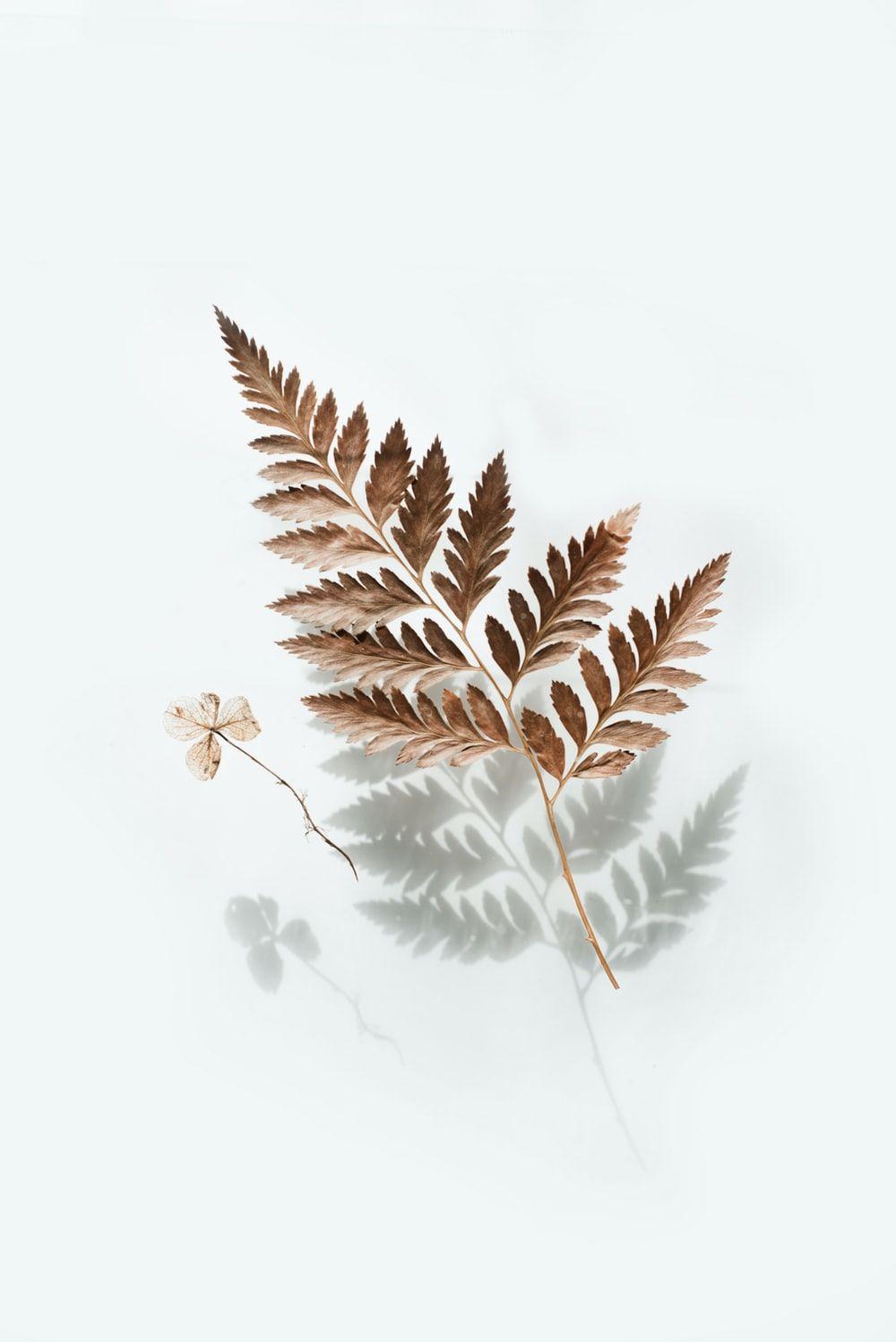 1000x1498 brown leaf photo