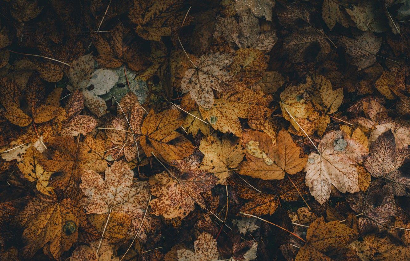 1332x850 Wallpaper nature, dead, autumn, leaves .
