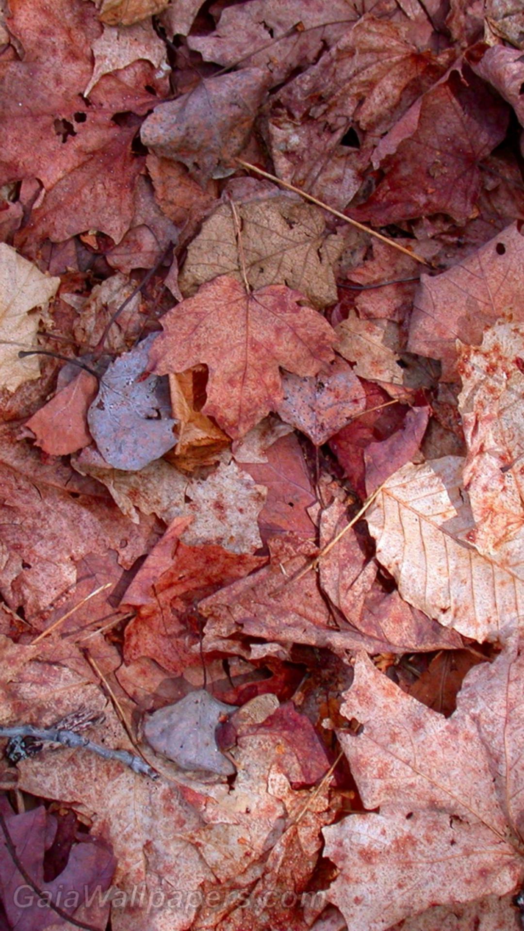 1080x1920 dead leaves wallpaper 1080x1920 .