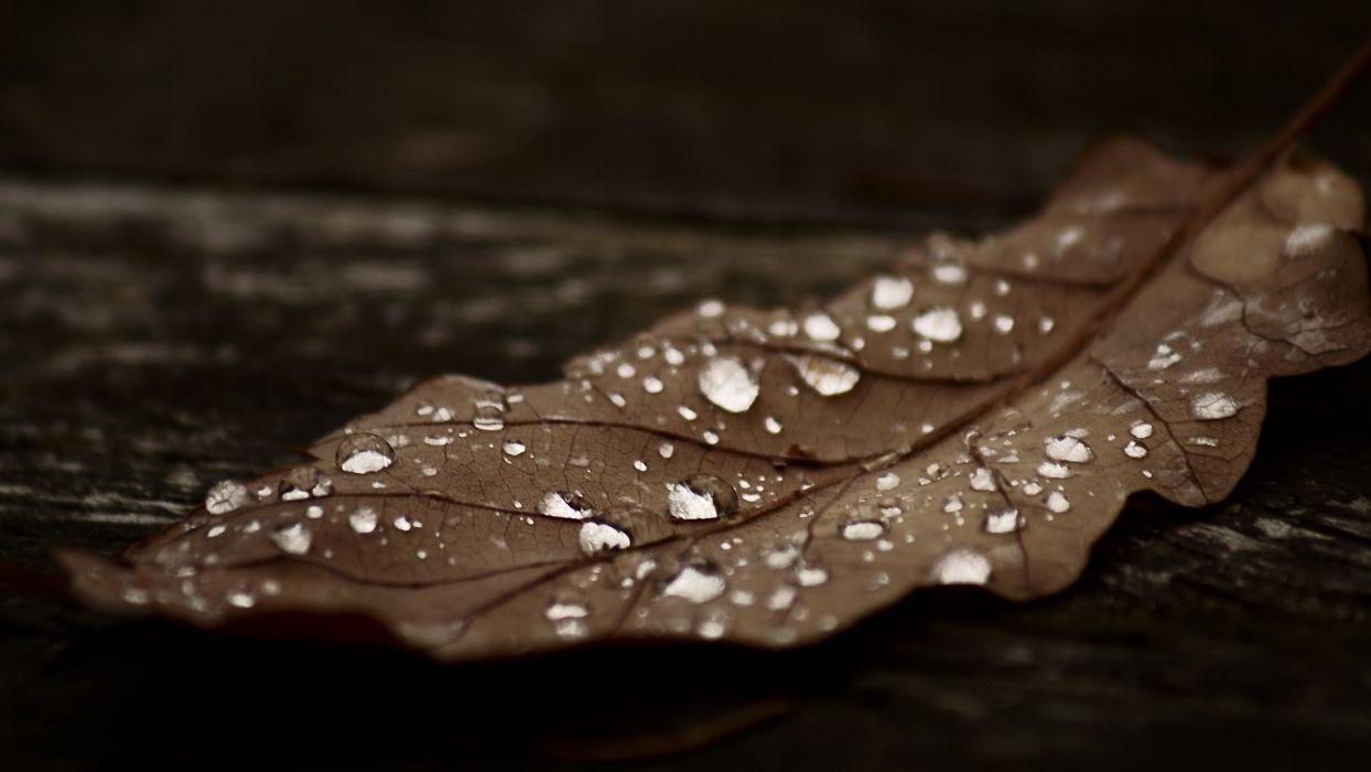 1244x700 Autumn Brown