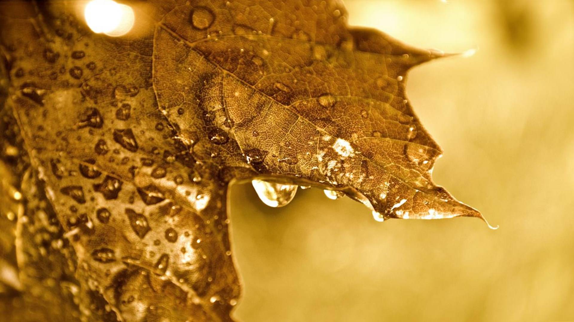 1920x1080 Golden Brown Brown Leaves .