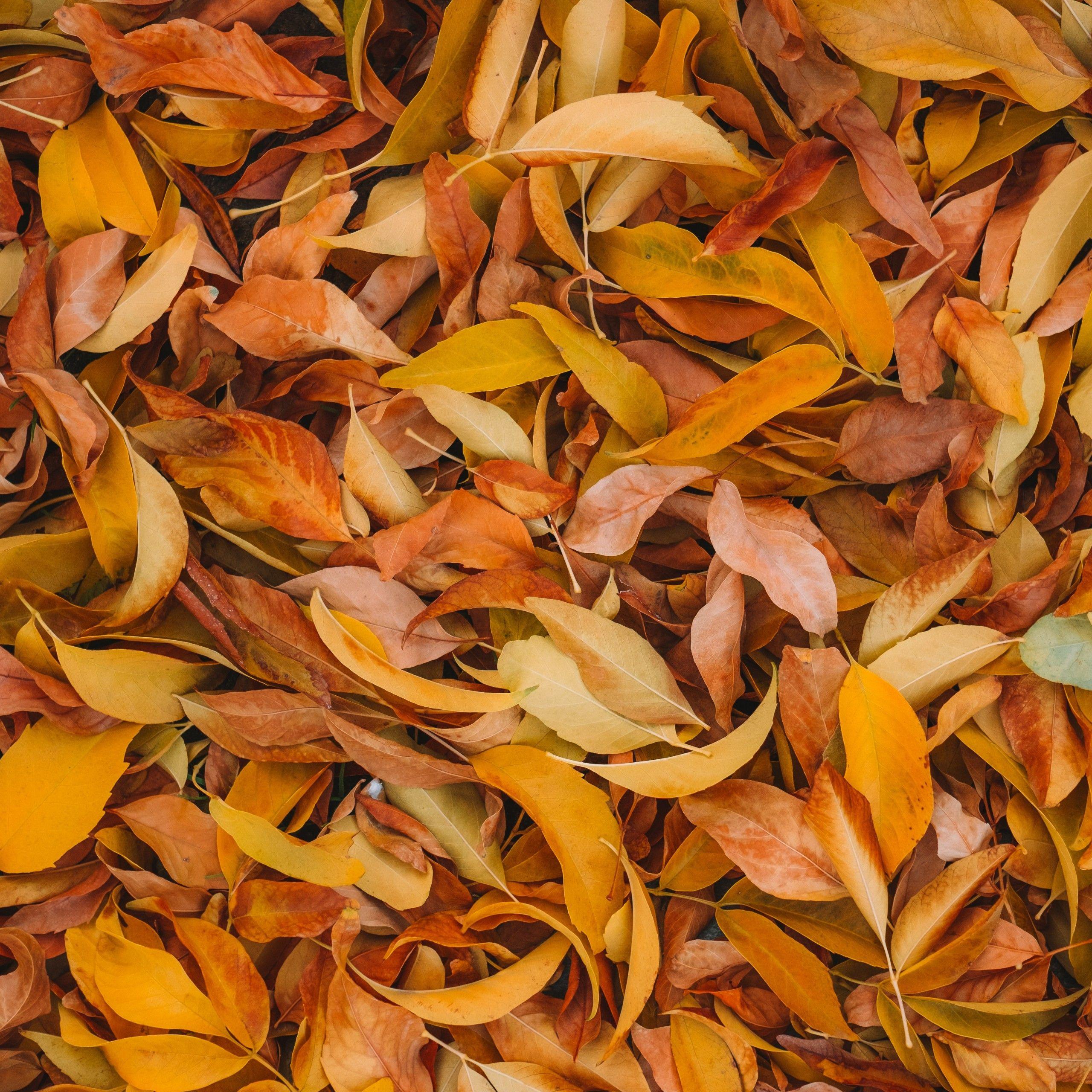 Brown Leaves Wallpapers - Top Free Brown Leaves Backgrounds