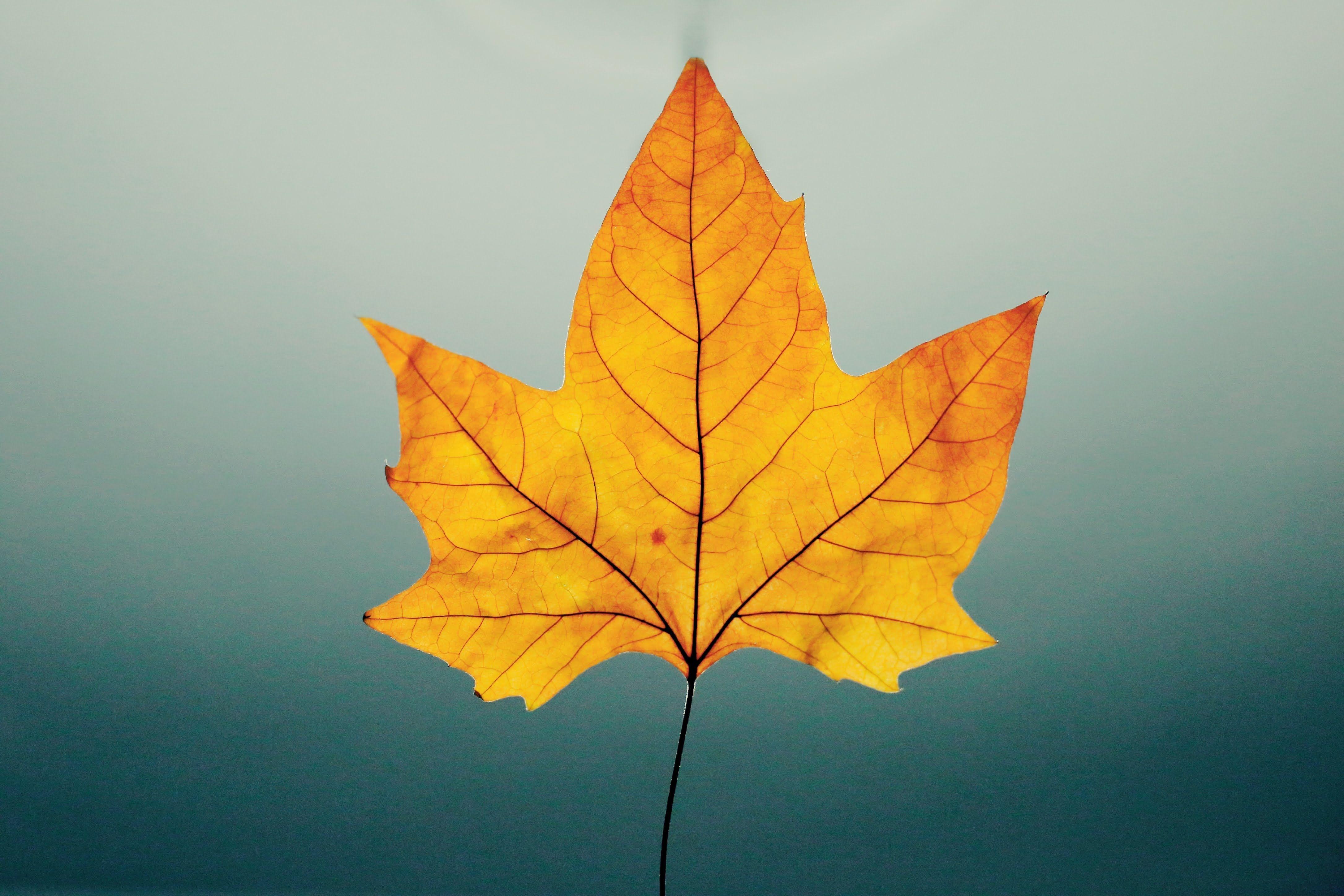 4344x2896 Brown Leaf · Free