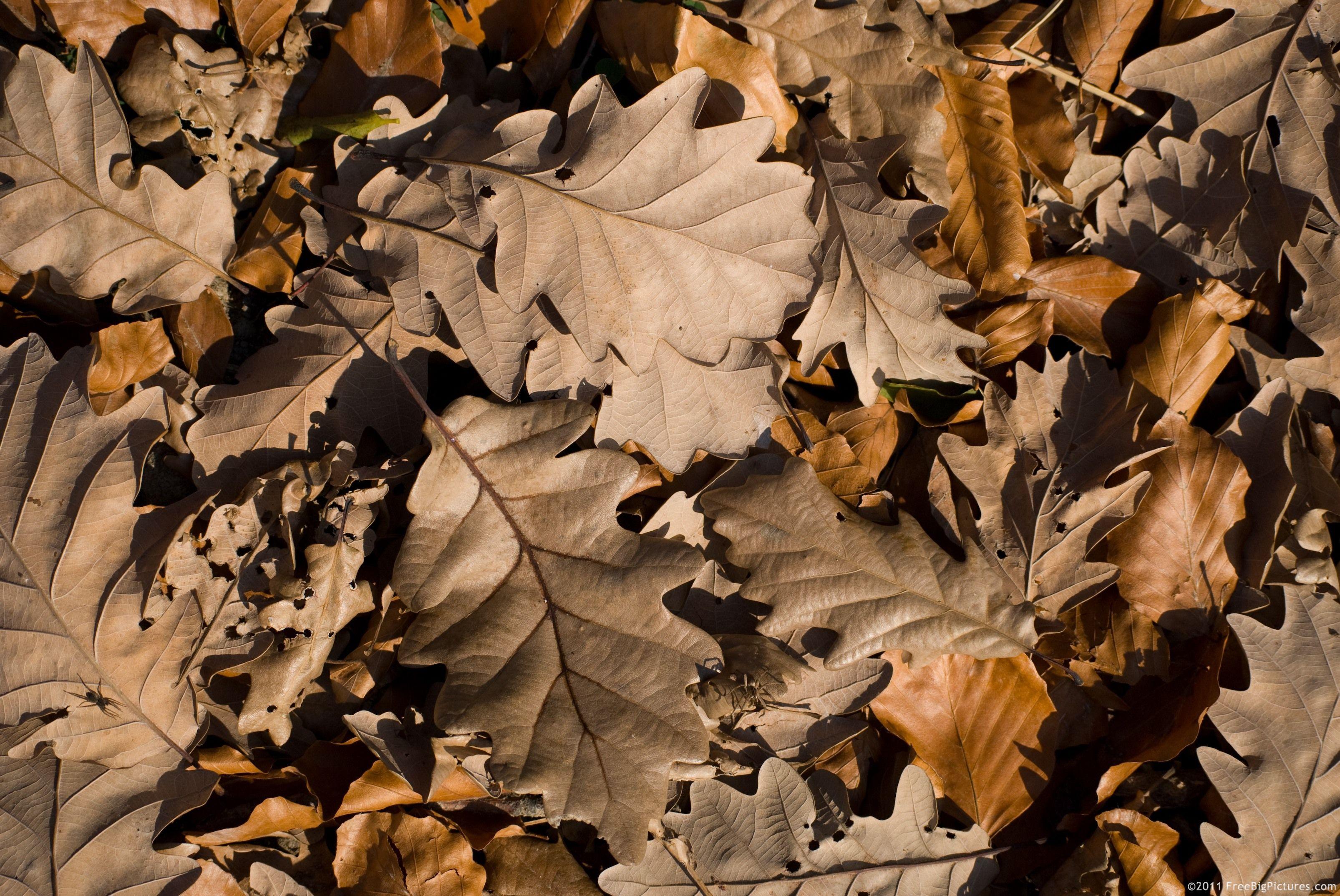 3212x2150 Dry Leaves, Dead, Freeze .