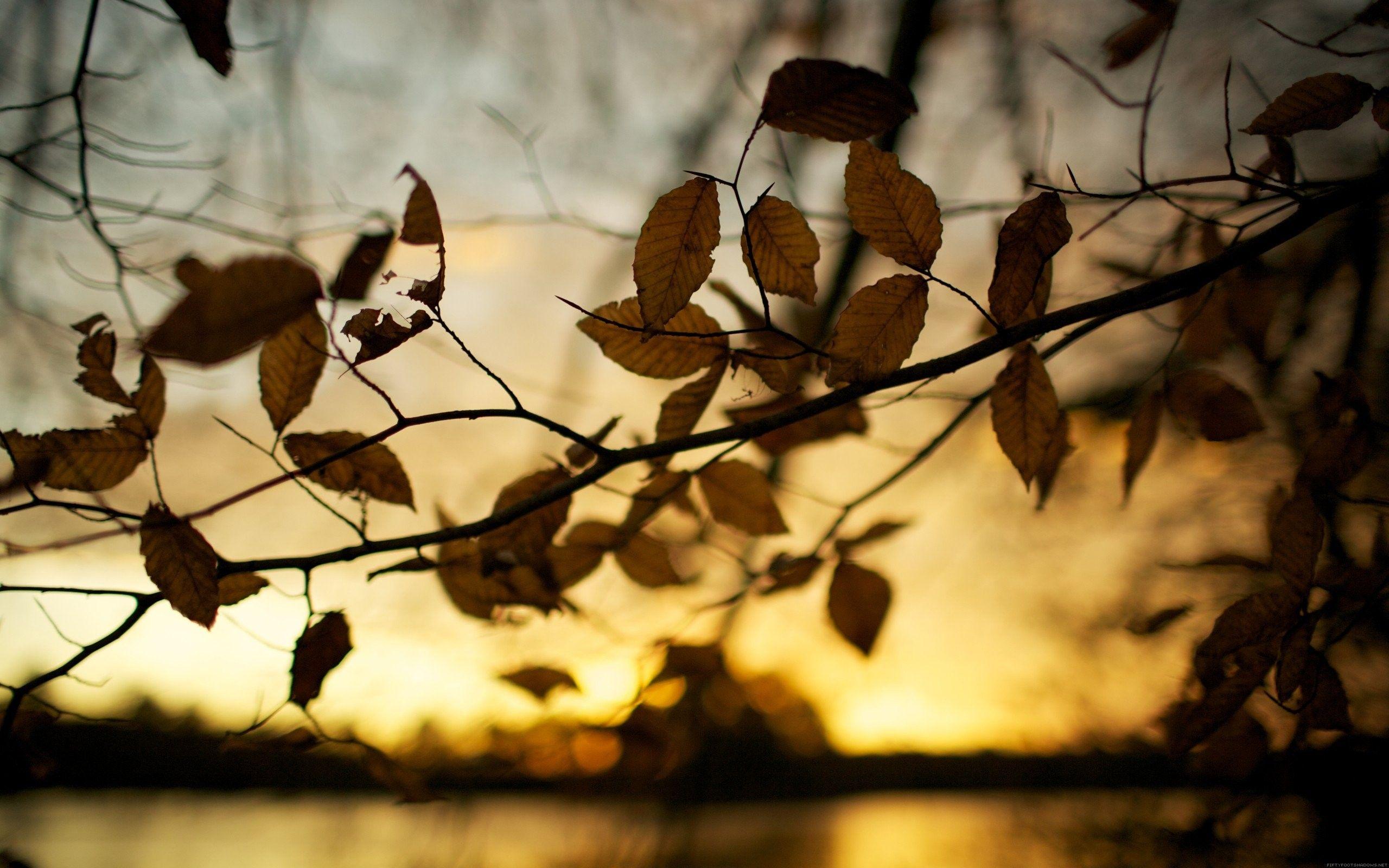 2560x1600 Leaves, Blurred, Background, Brown .