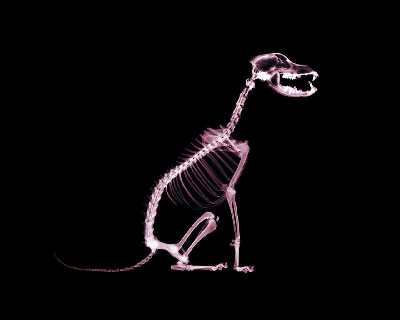 1280x1024 X Ray Dog Wallpaper X Ray 3D Wallpaper in jpg format for free download