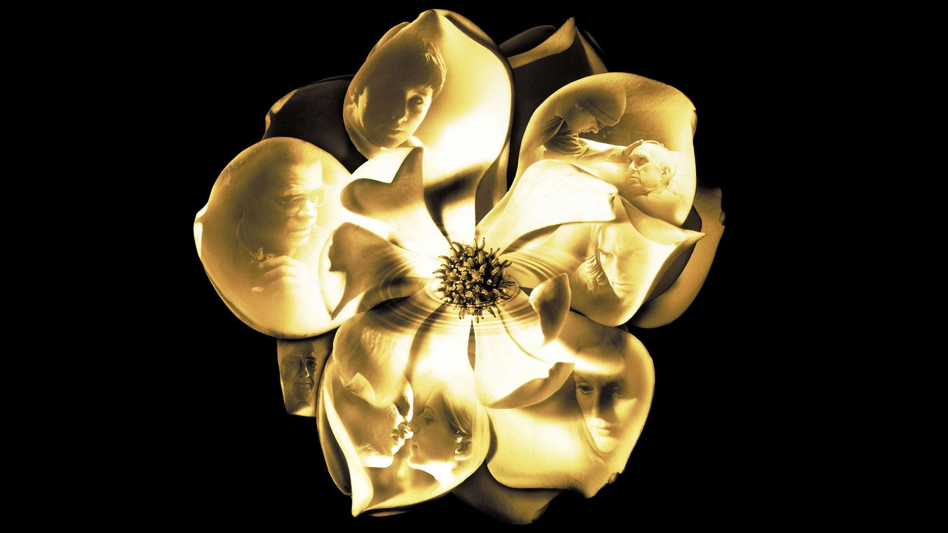 1920x1080 Download Movie Magnolia HD Wallpaperx1080