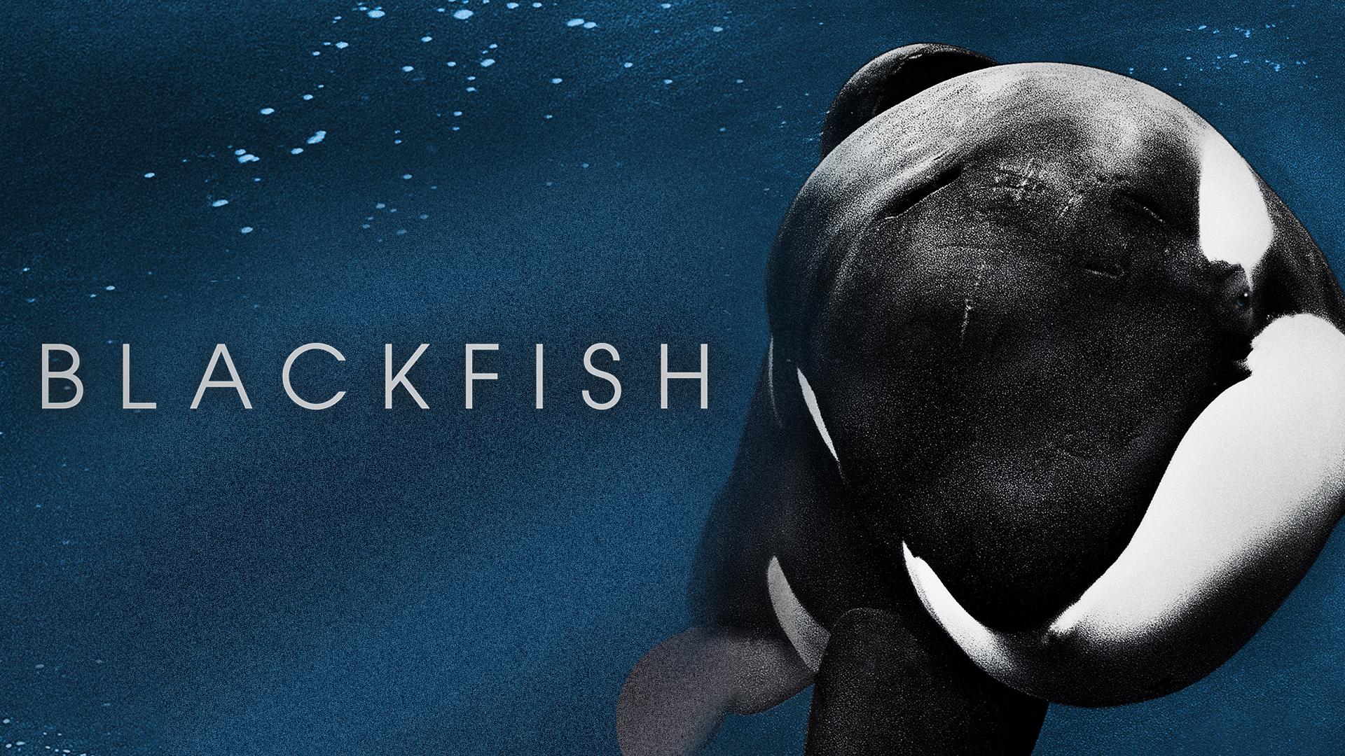 1920x1080 Blackfish and Live Q&A. Park City Film