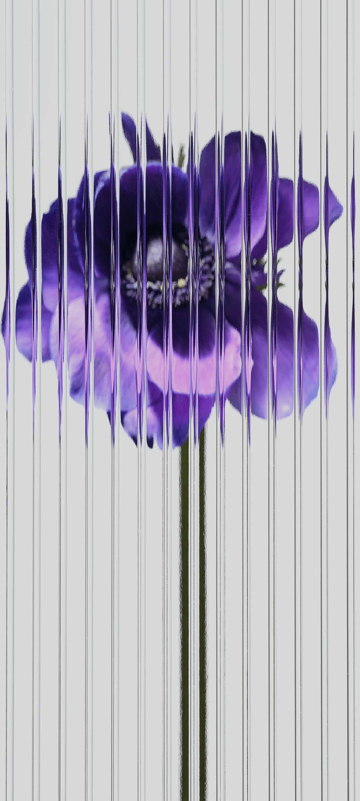 1242x2760 Wallpaper Nothing Phone, Nothing Phone Nothing, Nothing Phone Smartphone, Background Free Image