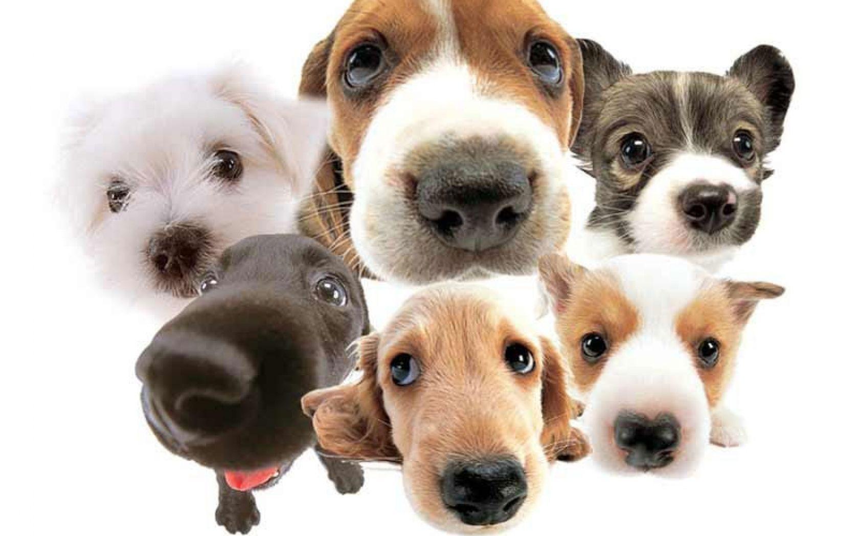 1680x1050 Free 3D Funny Dog Wallpaper Download
