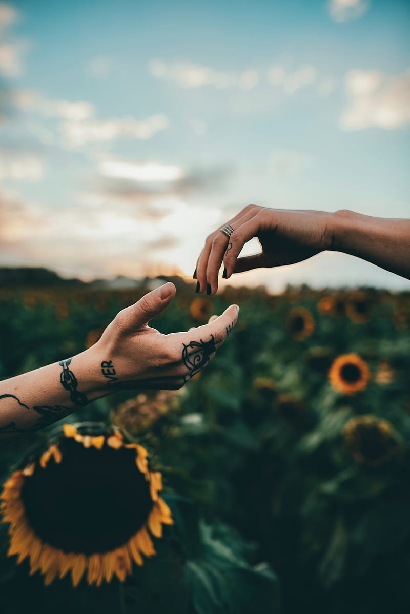 800x1198 Hands, touch, tattoos, sunflowers, HD phone wallpaper