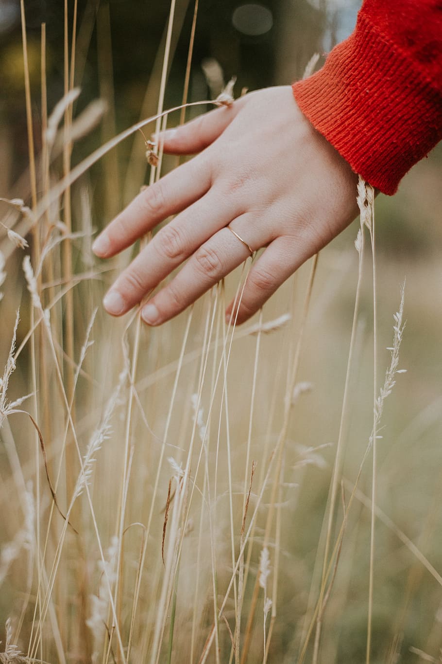 910x1365 HD wallpaper: person holding beige grass during daytime, feeling, hand, touch
