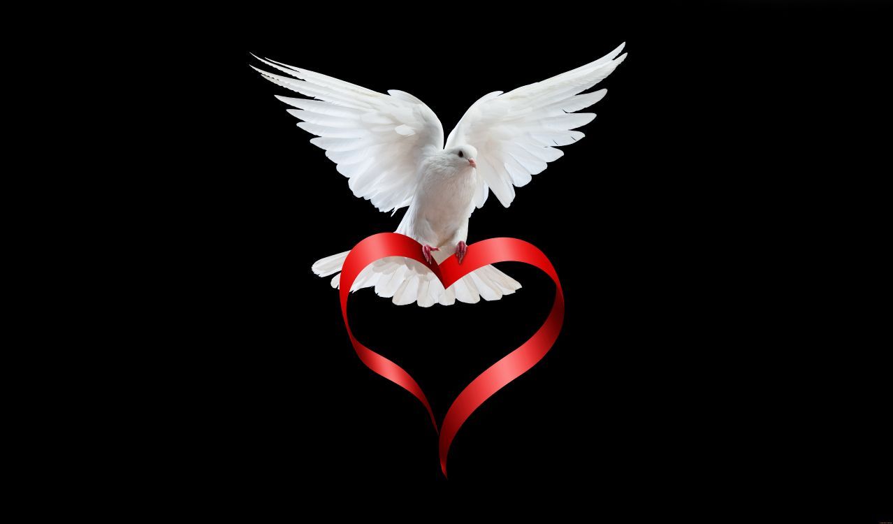 1278x750 Wallpaper Wing, Red, Love, Heart, Bird, Background Free Image