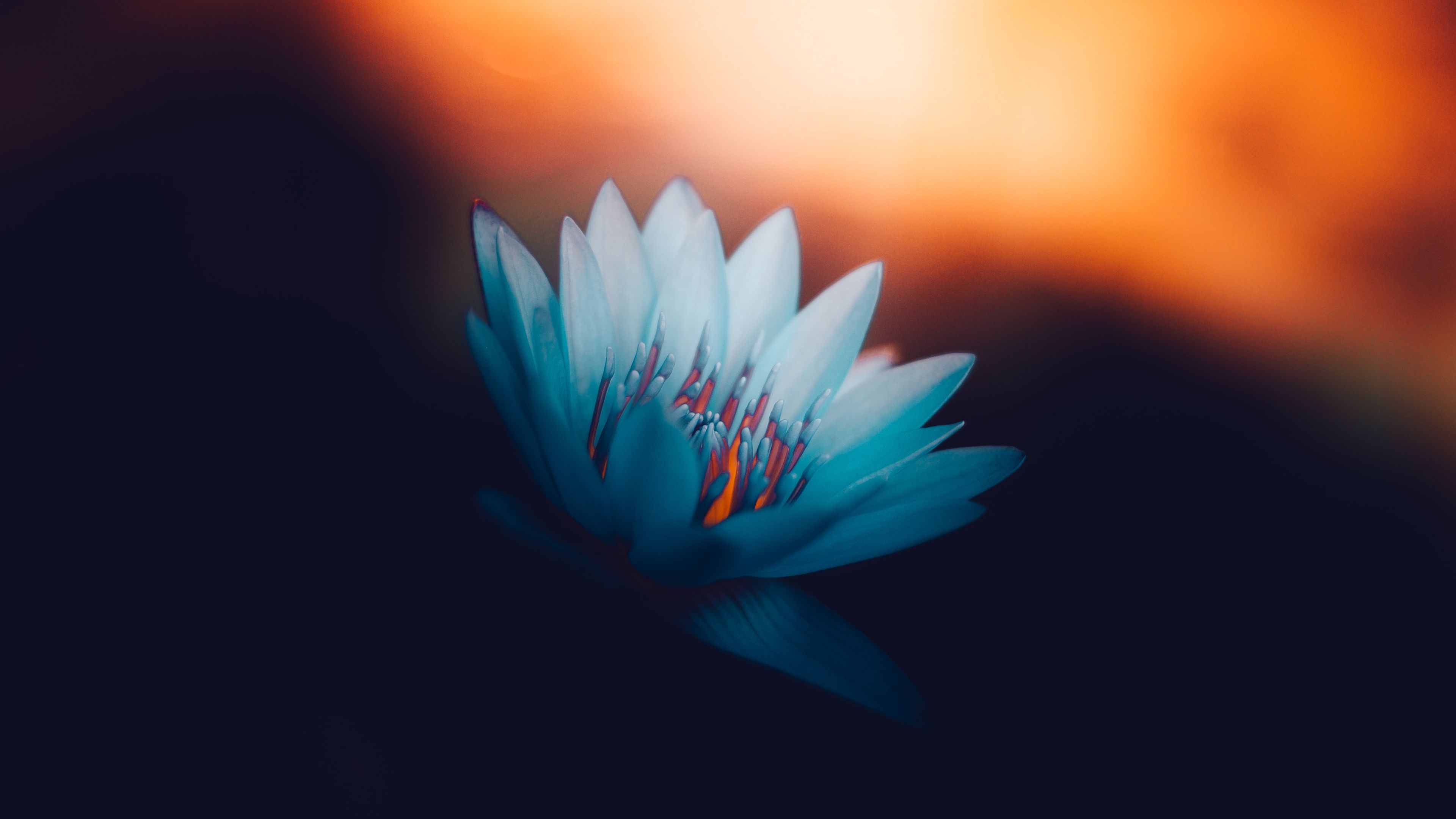 3840x2160 Wallpaper For Computer White Flower With Blue Background 4K HD Desktop Wallpaper