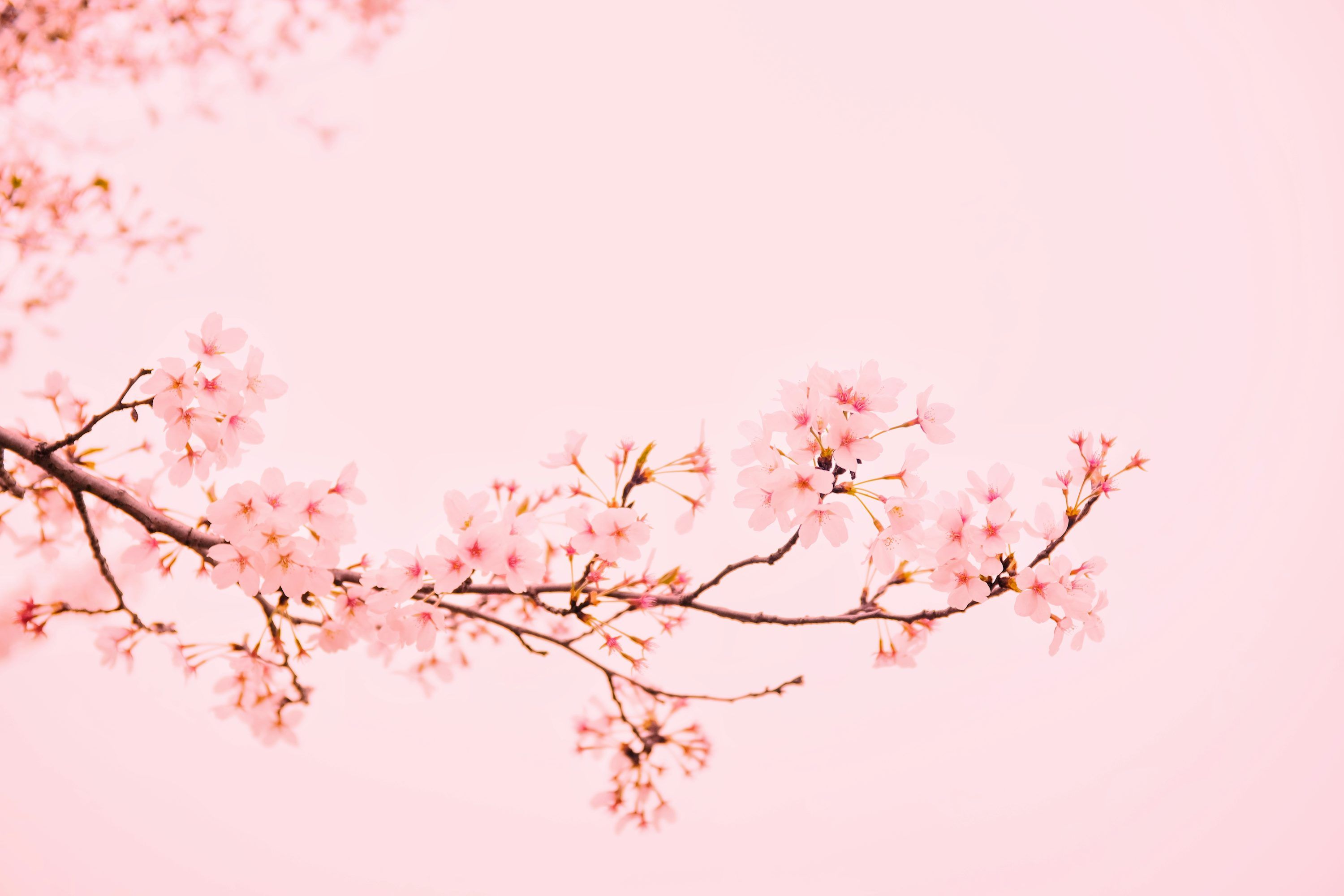 3000x2000 Wallpaper Pink Picture. Download Free Image