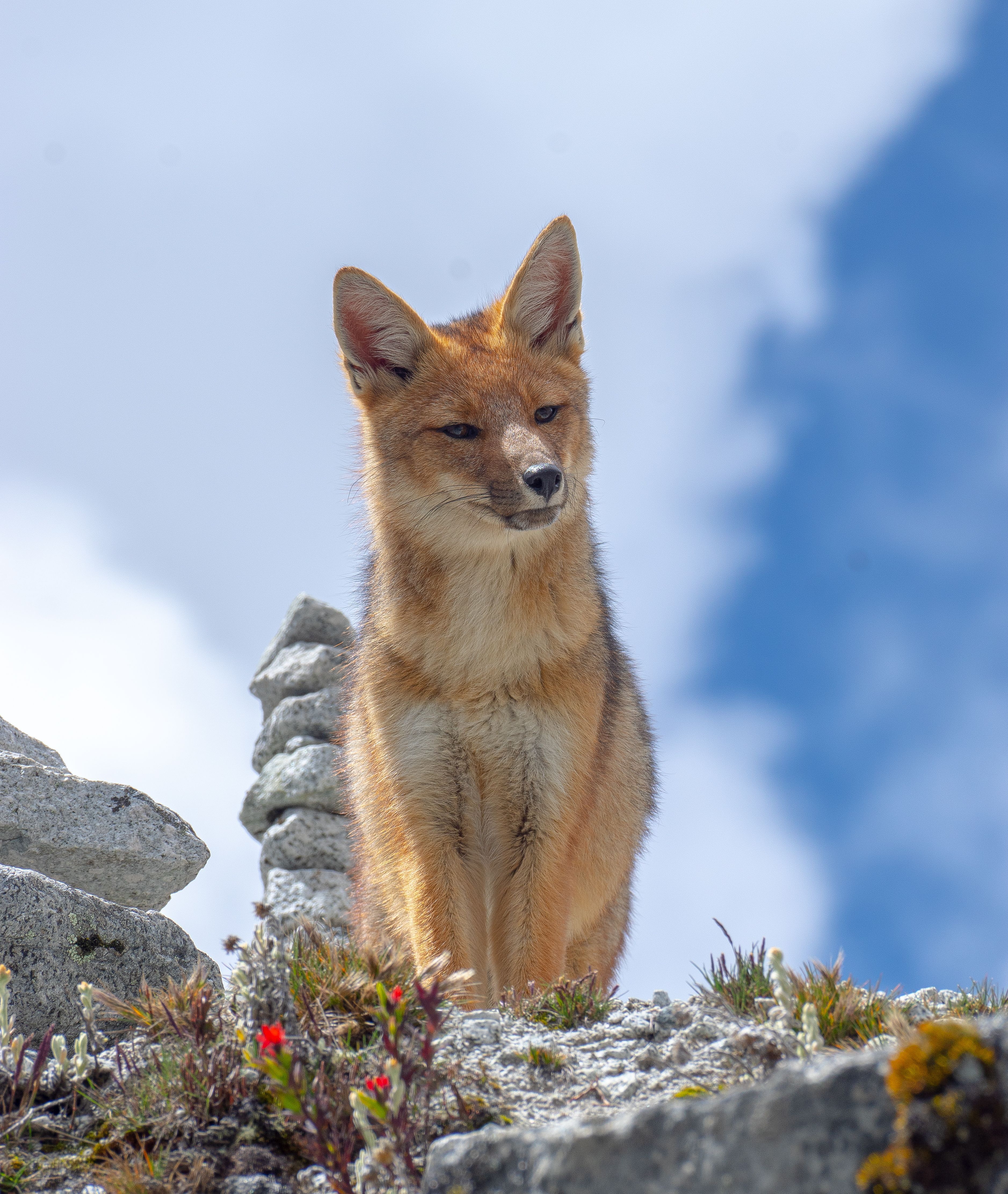 3754x4445 Tibetan Fox Photo, Download The BEST Free Tibetan Fox & HD Image