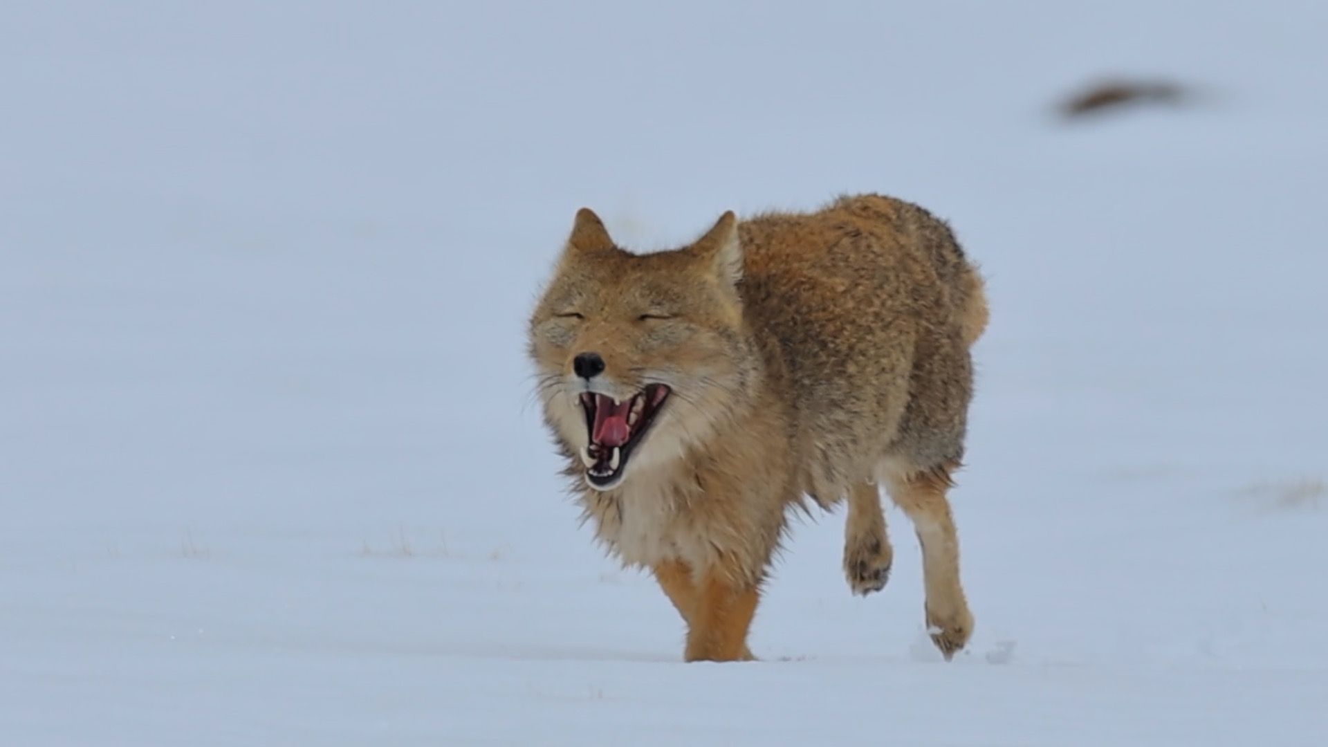 1920x1080 Tibetan fox spotted running with a 'smile'