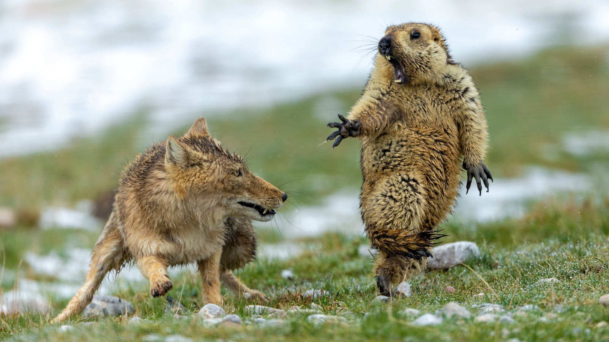 2048x1152 Startled Marmot and a Fox Lead the Way at Wildlife Photography Awards