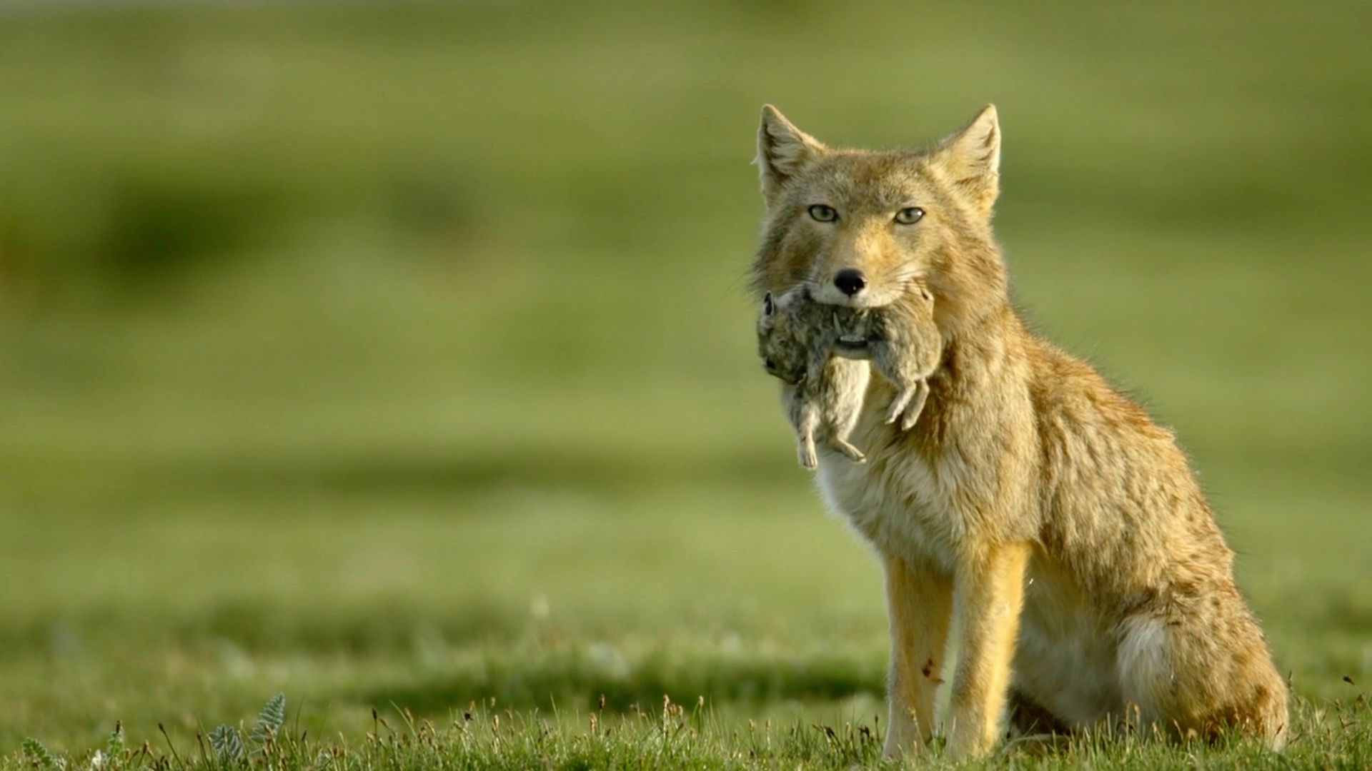1920x1080 Marvelous Qinghai: Tibetan fox verses plateau pikas