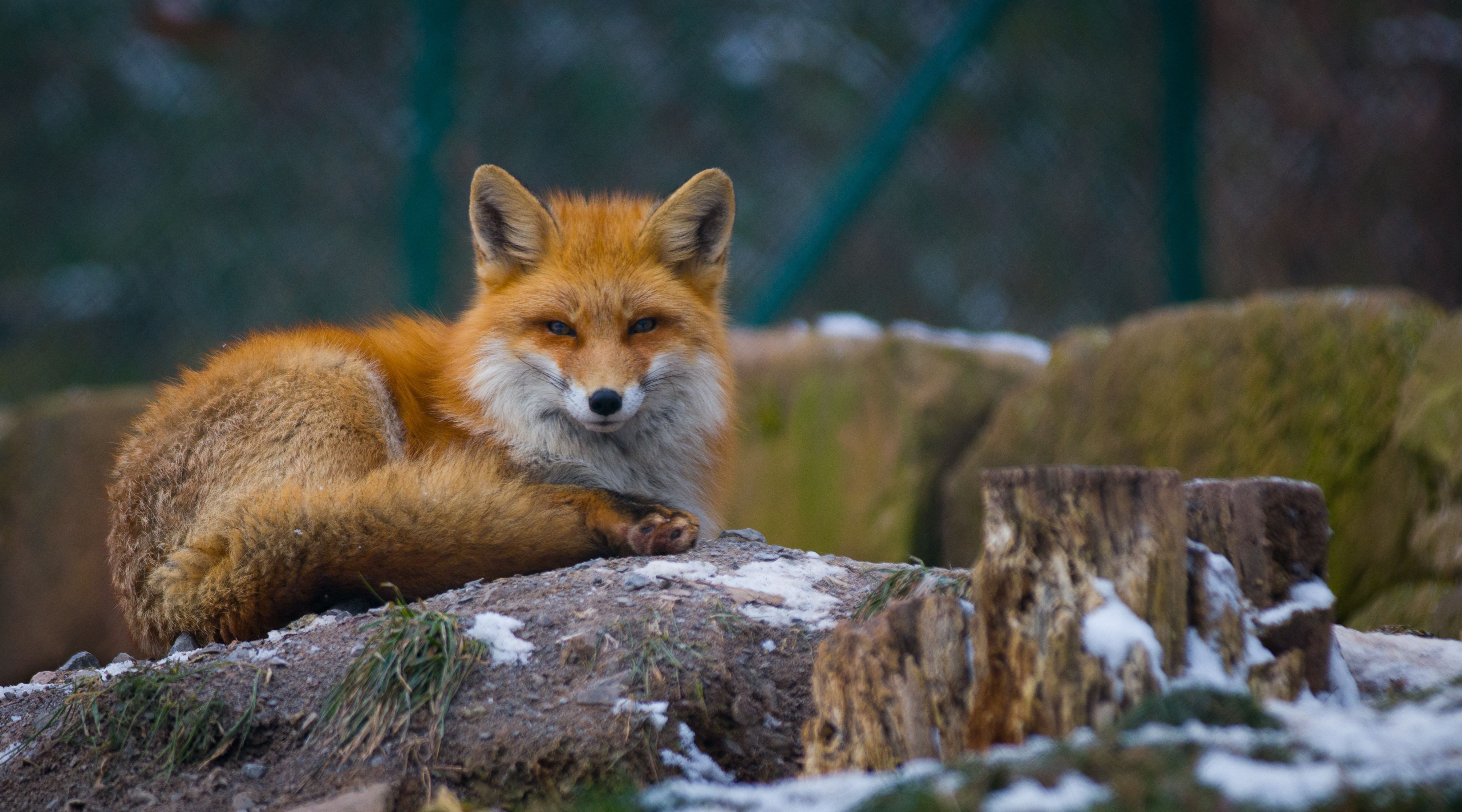 4747x2638 Tibetan Fox Photo, Download The BEST Free Tibetan Fox & HD Image
