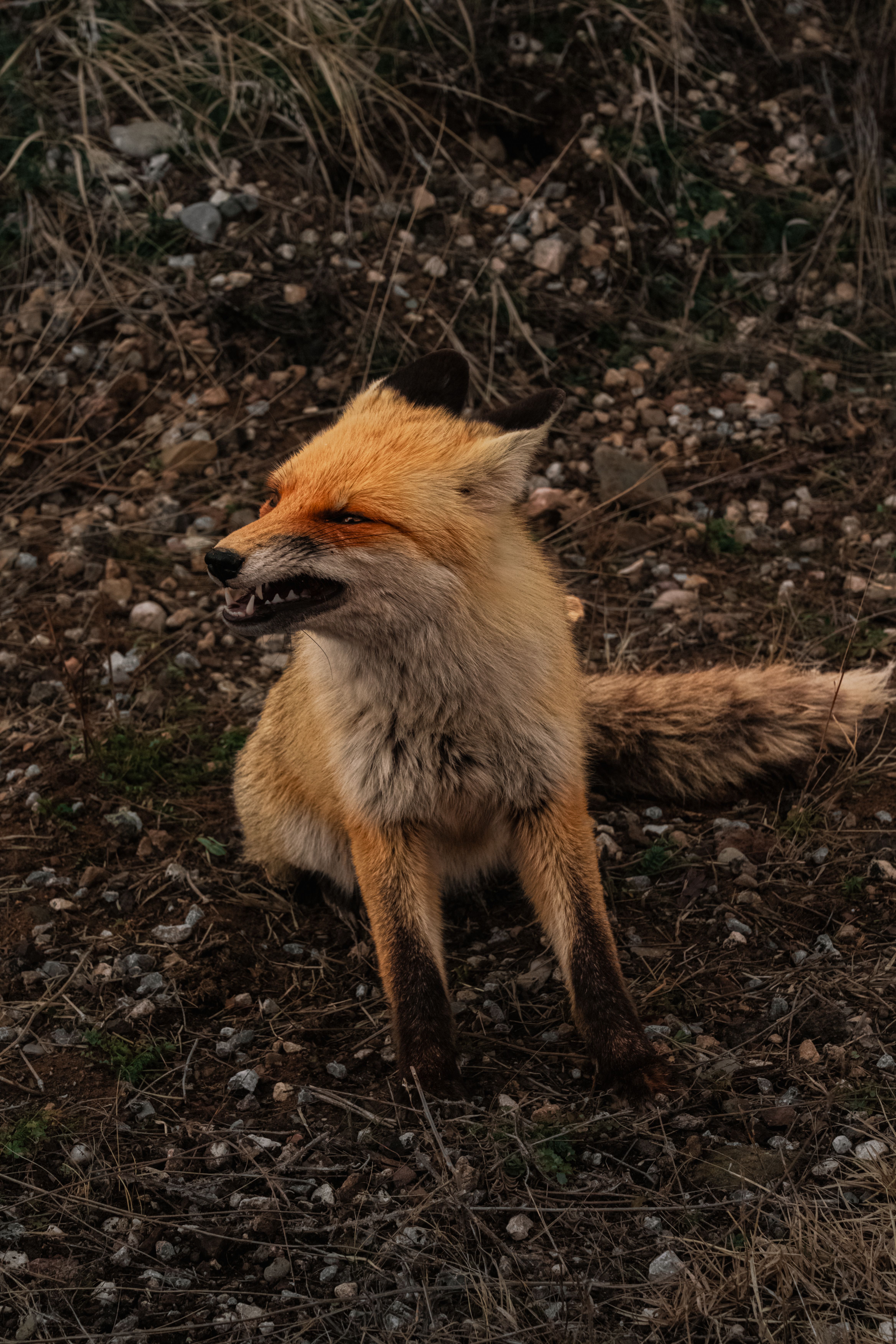 4672x7008 Tibetan Fox Photo, Download The BEST Free Tibetan Fox & HD Image