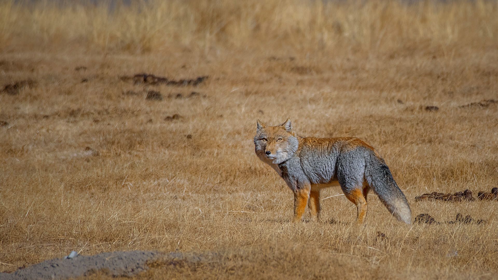 1920x1080 Tibetan Sand Fox: The Highland Hunter