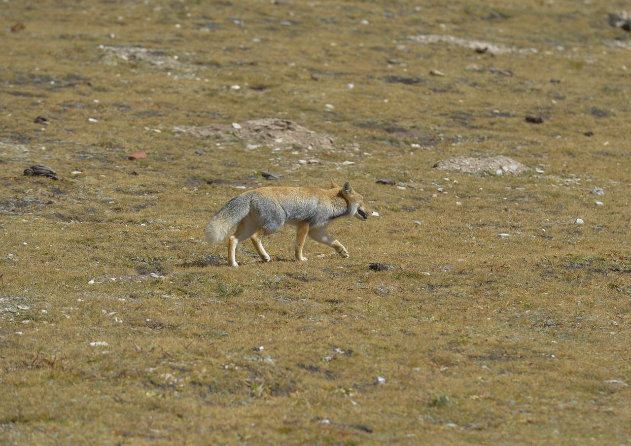 1280x905 Tibetan Fox Animal Nature