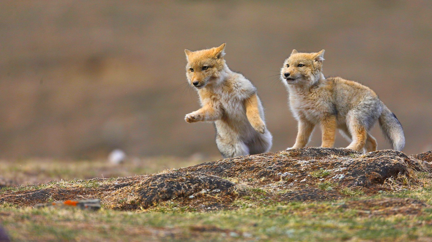 1400x785 The moment: Tibetan fox versus marmot