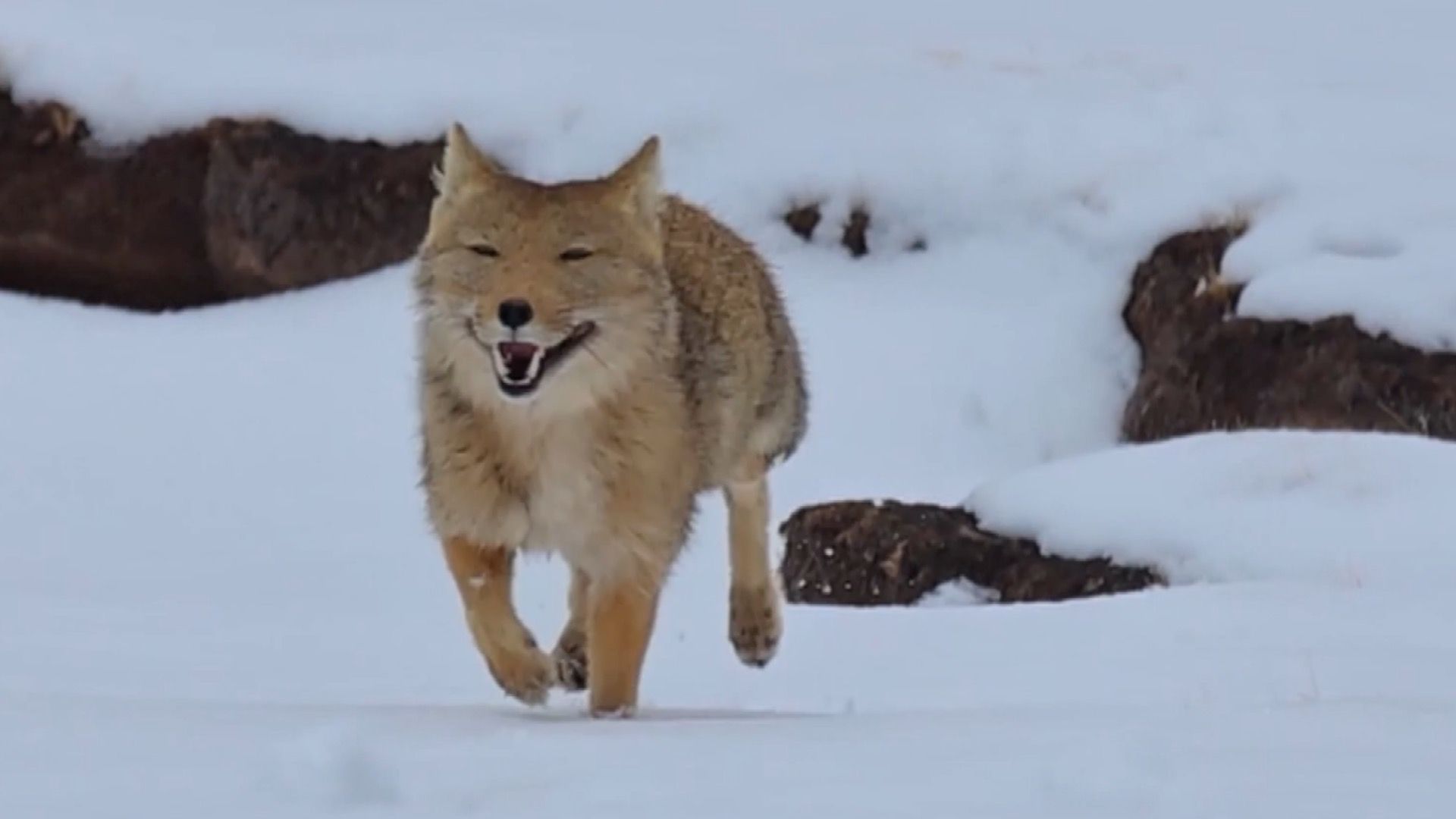 1920x1080 Cuteness overload! Tibetan fox seen frolicking in the snow with a 'smile' in Qinghai