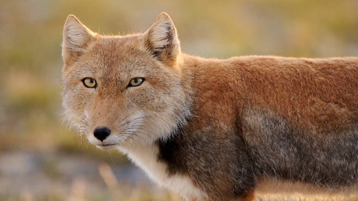 1200x675 Stunning Exotic Fox Species With Stubby Legs Has People Doing a Double Take