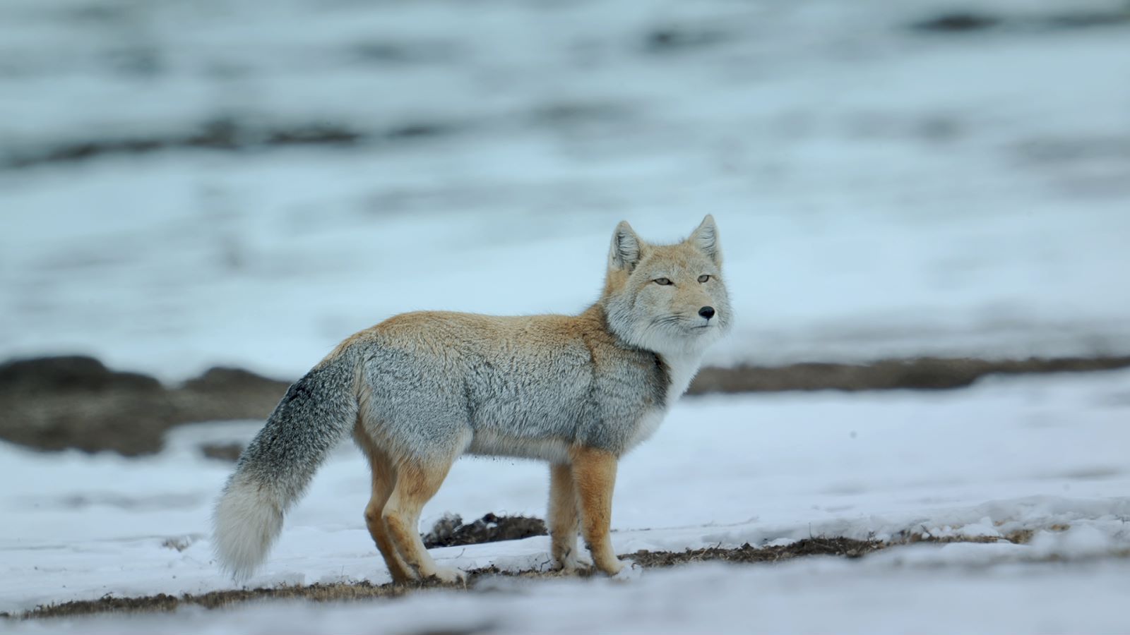 1600x900 Snowy Western Sichuan Series. Episode 3: White Headed Fox