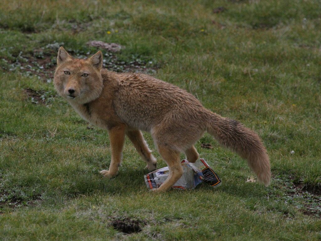 1024x768 Tibetan Fox