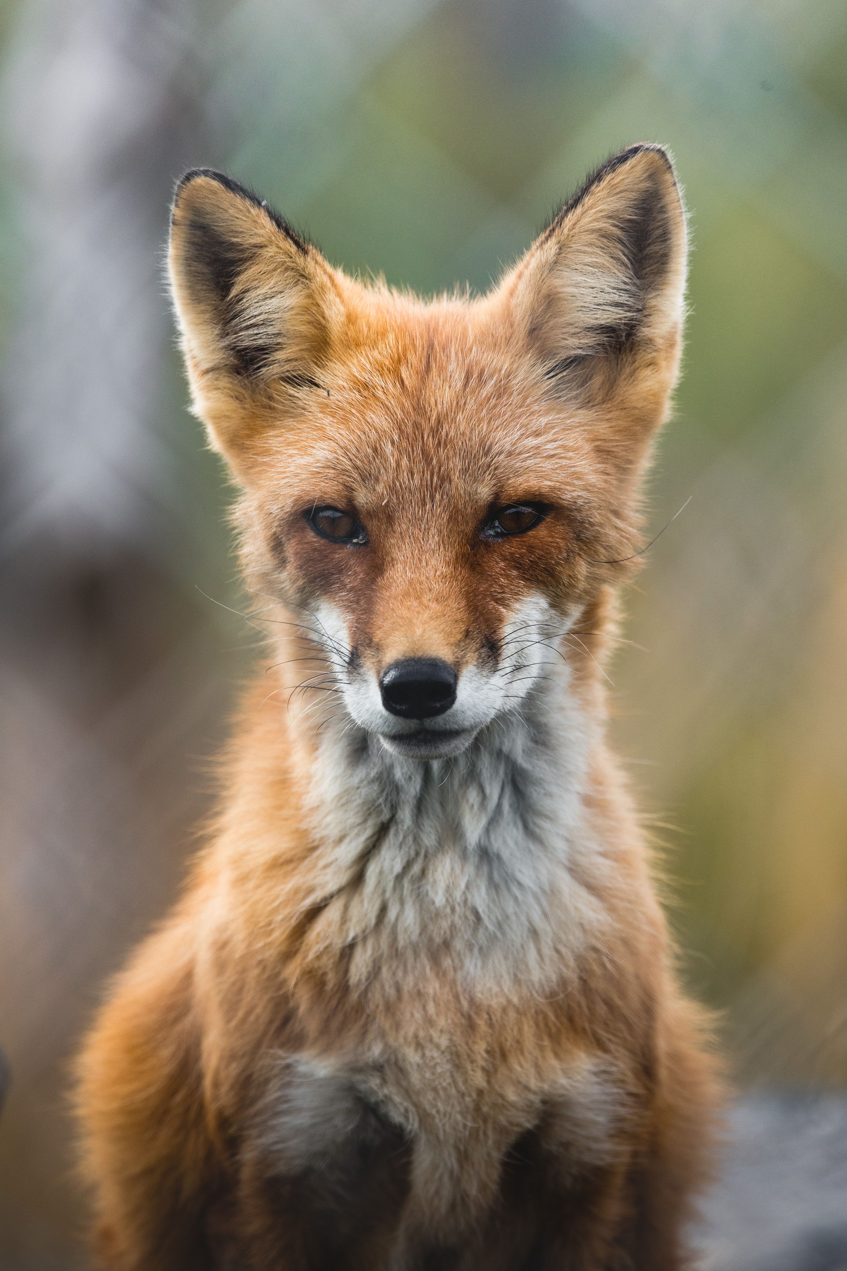 2828x4242 Tibetan Fox Photo, Download The BEST Free Tibetan Fox & HD Image