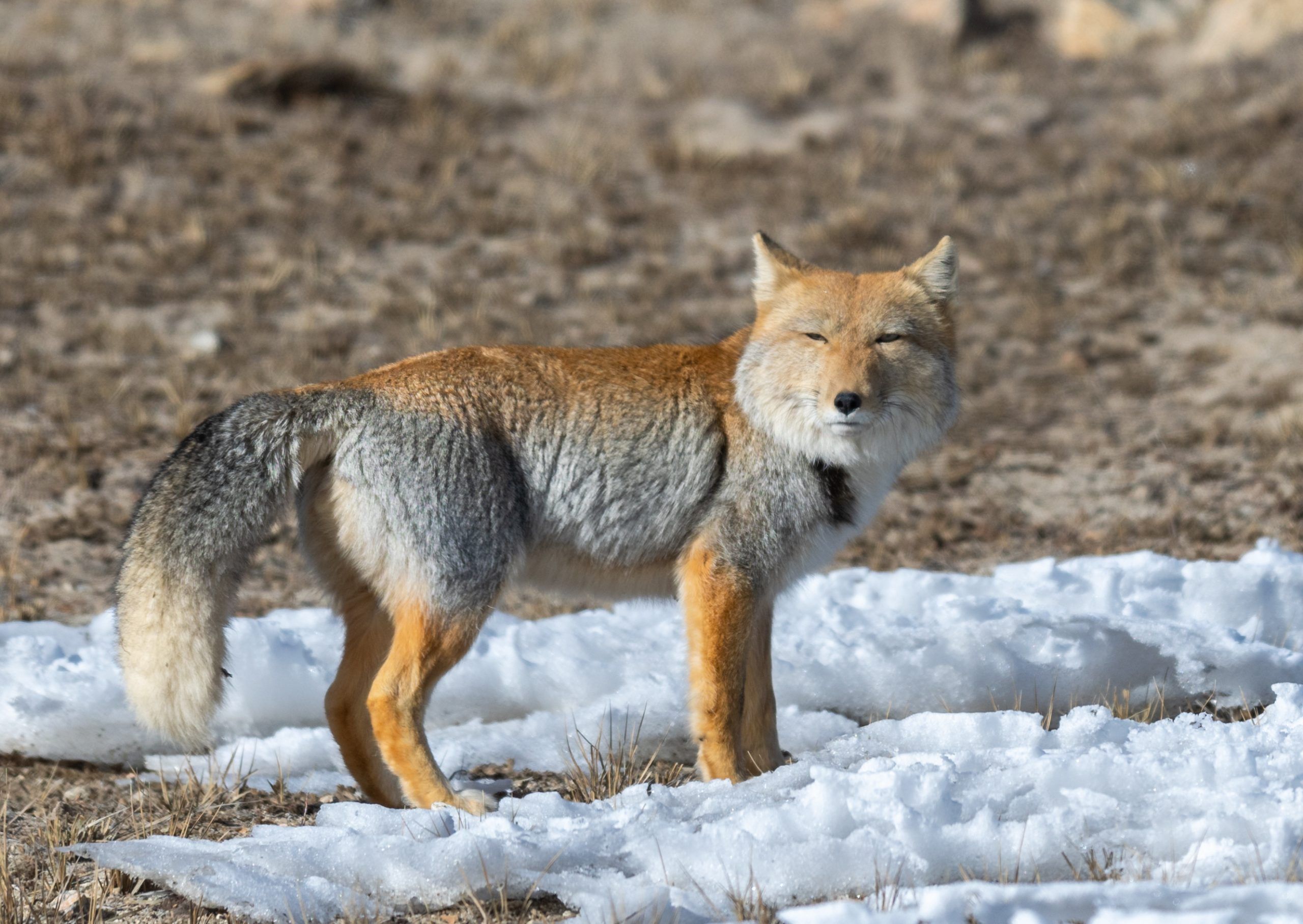 2560x1815 This weird wild dog